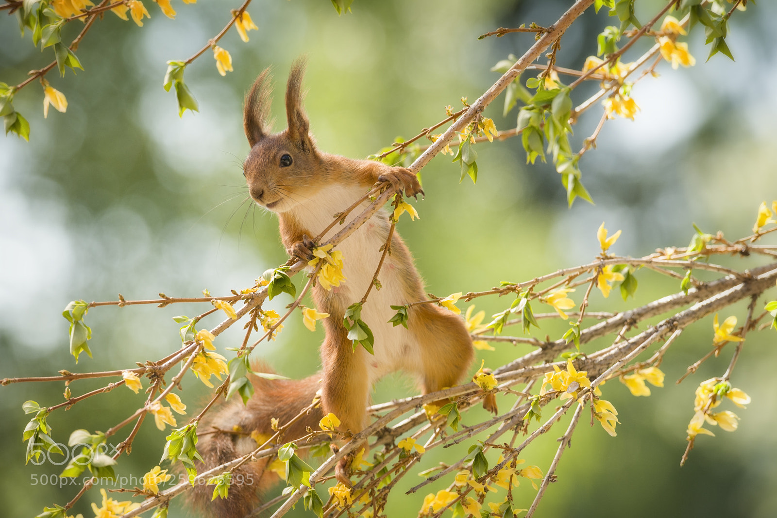 Nikon D810 sample photo. Red squirrel is climbing photography