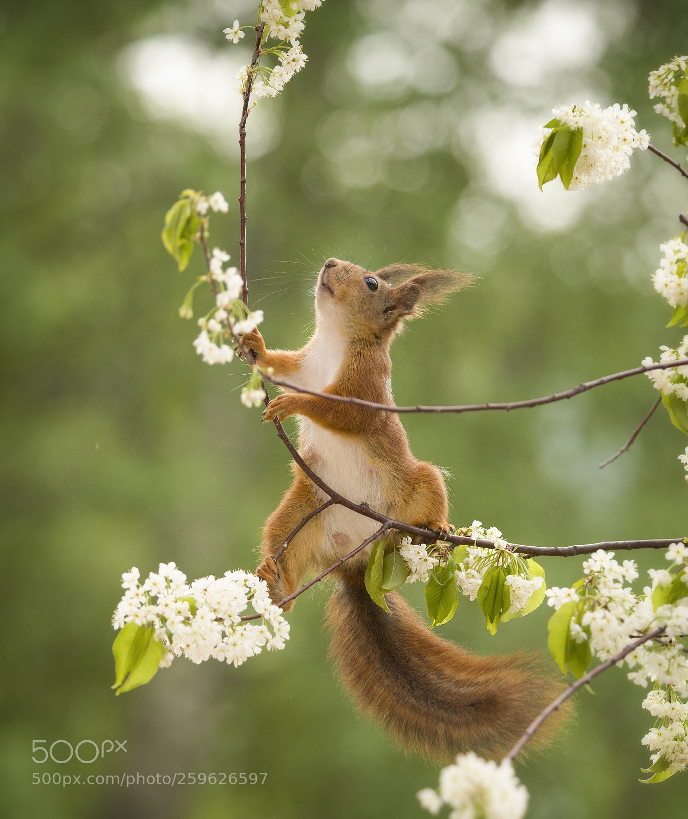 Nikon D810 sample photo. Red squirrel is climbing photography