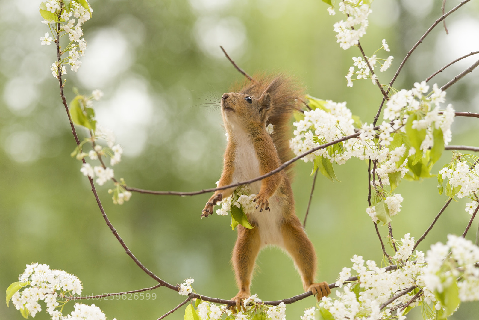 Nikon D810 sample photo. Red squirrel is looking photography