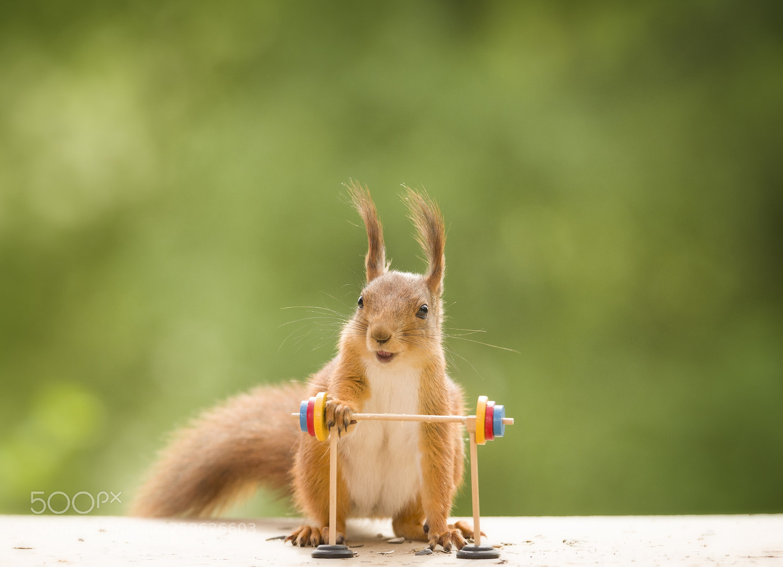 Nikon D810 sample photo. Red squirrel is holding photography