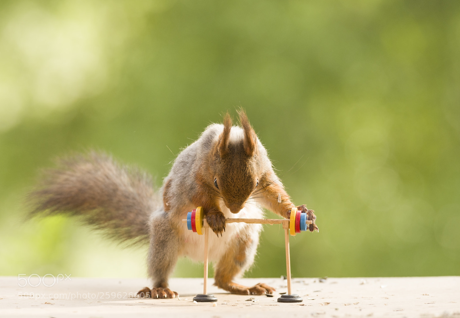 Nikon D810 sample photo. Red squirrel is leaning photography