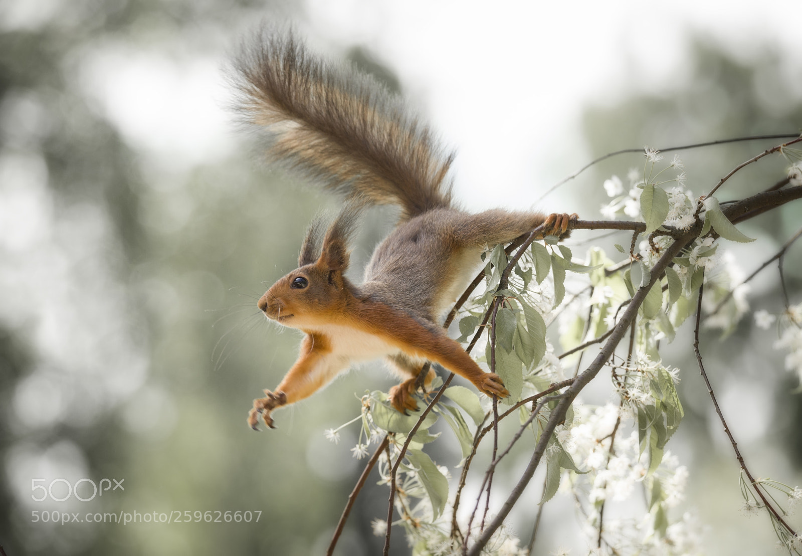 Nikon D810 sample photo. Red squirrel is reaching photography