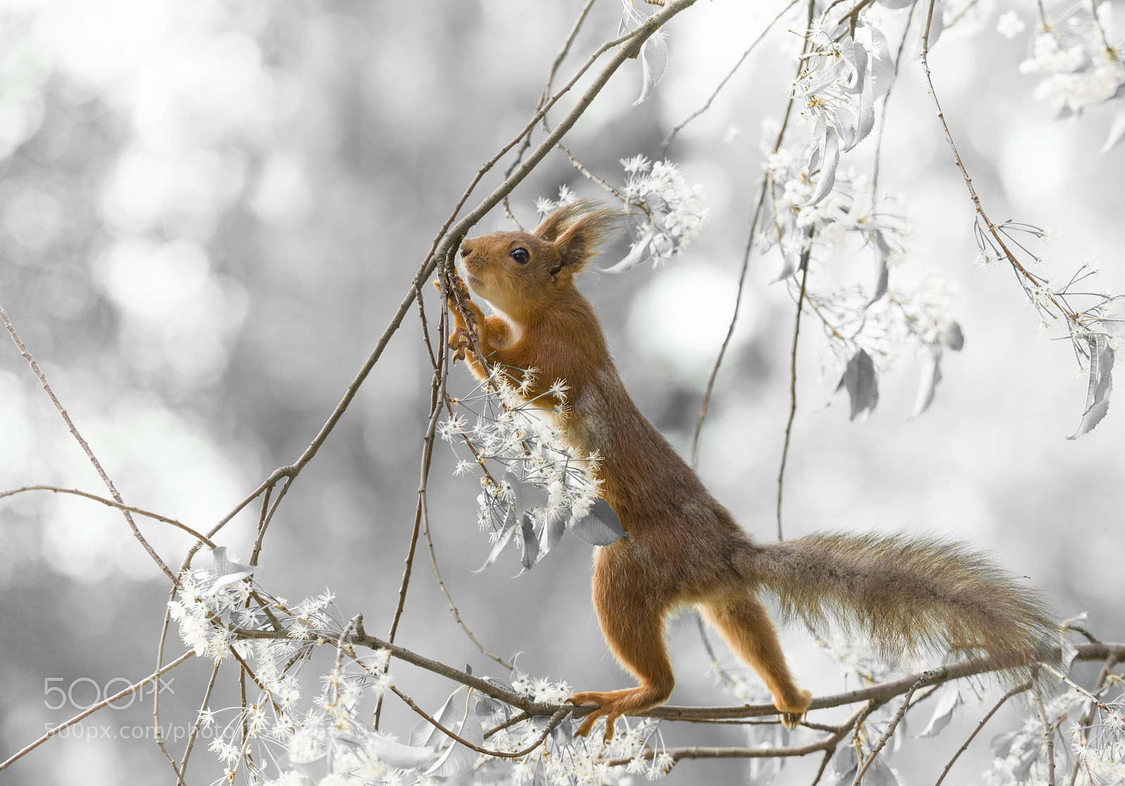 Nikon D810 sample photo. Red squirrel is holding photography