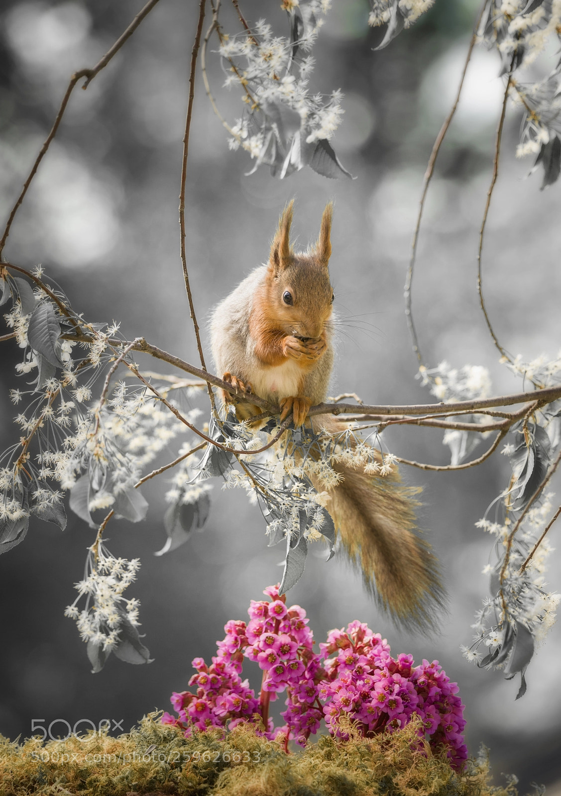 Nikon D810 sample photo. Red squirrel with flower photography