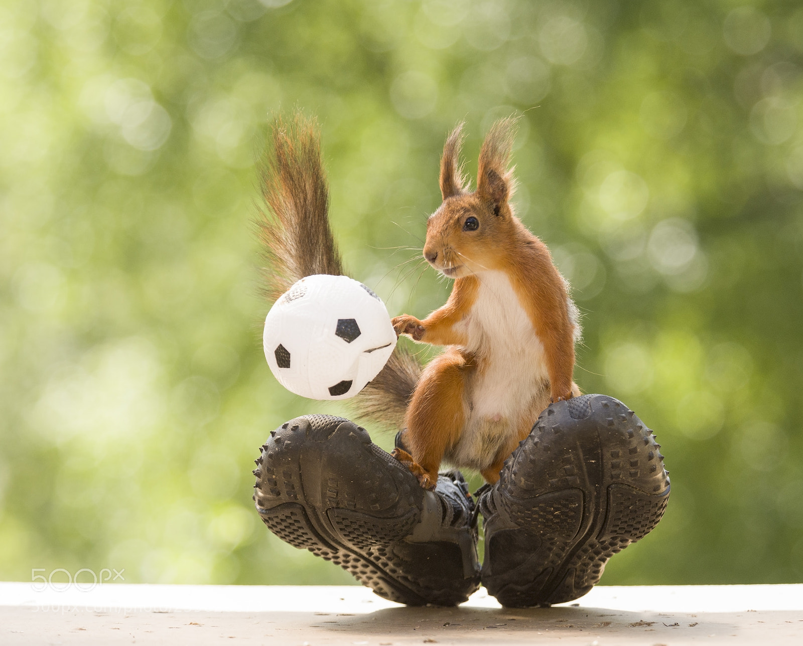 Nikon D810 sample photo. Red squirrel is standing photography