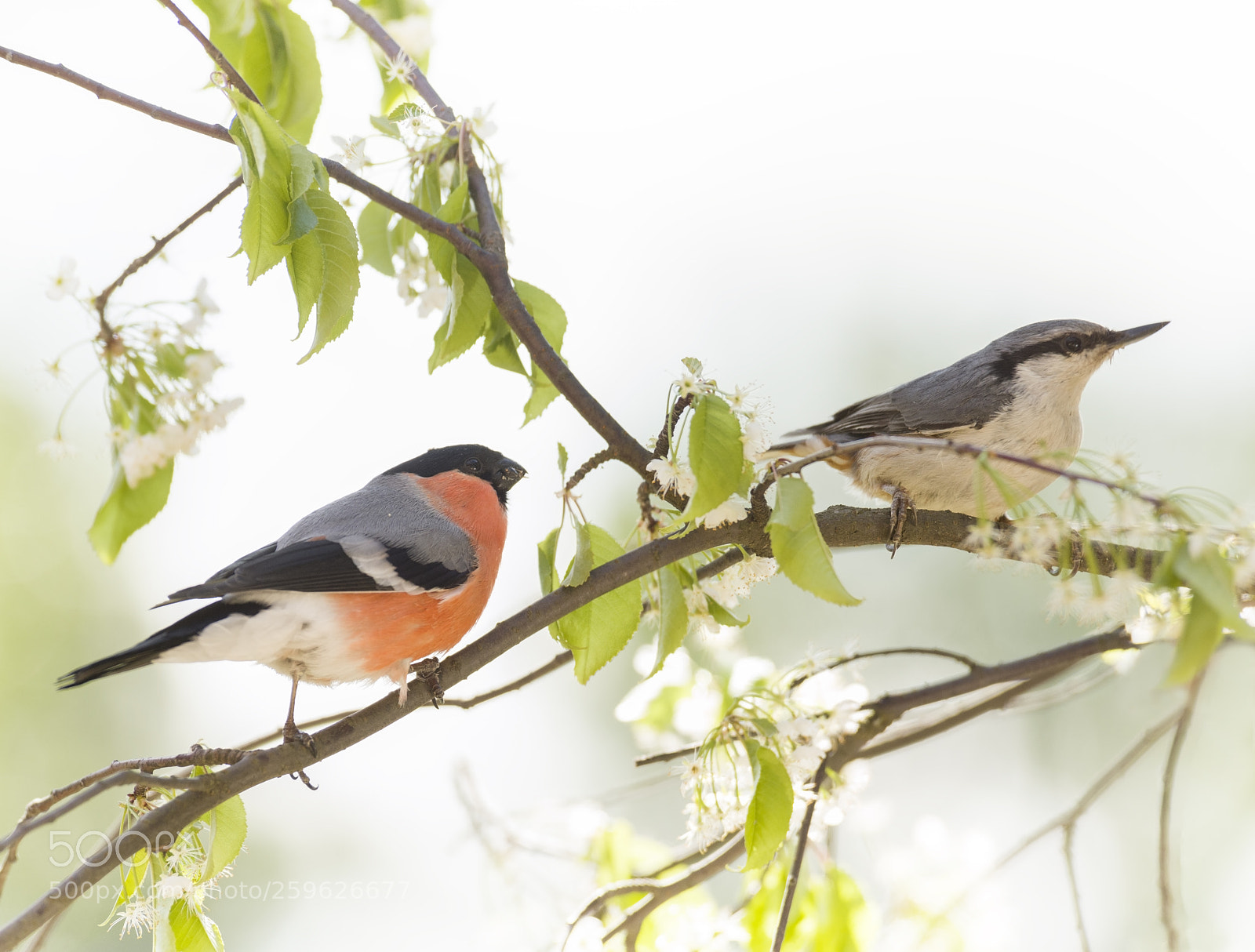 Nikon D810 sample photo. Male bullfinch is standing photography