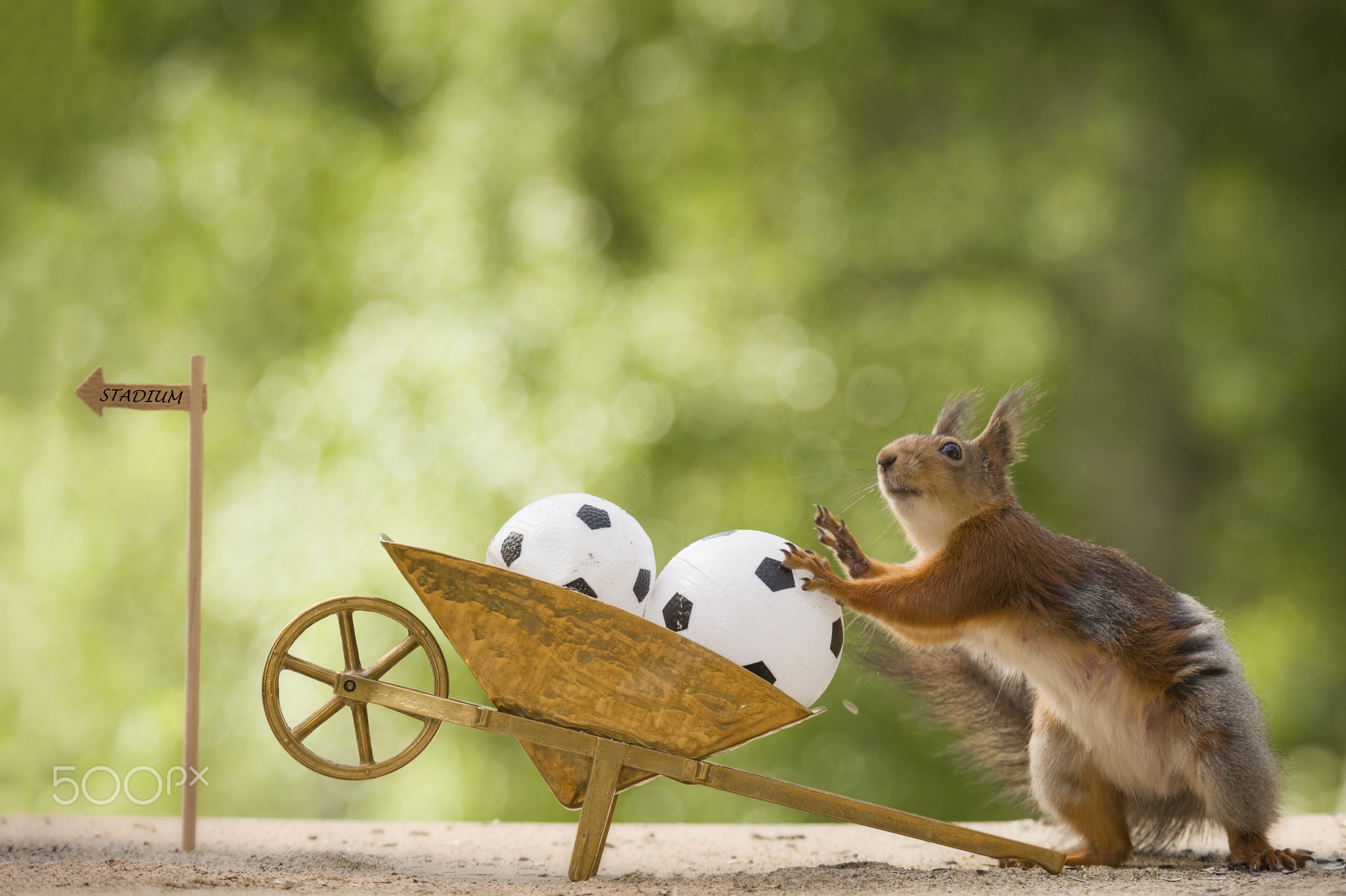 red squirrel is standing with a wheelbarrow and ball