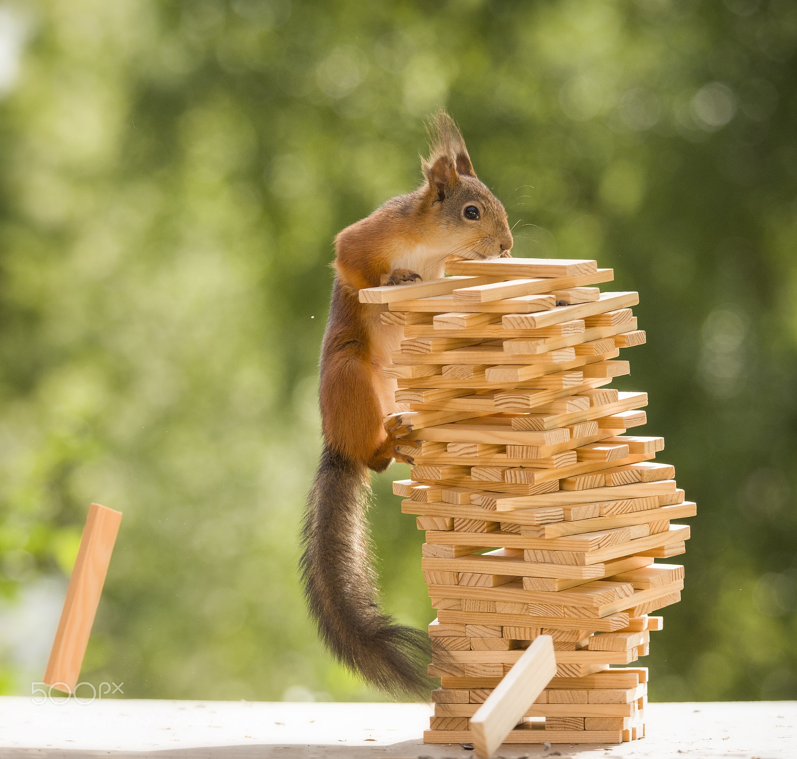 Nikon D810 sample photo. Red squirrel is climbing photography