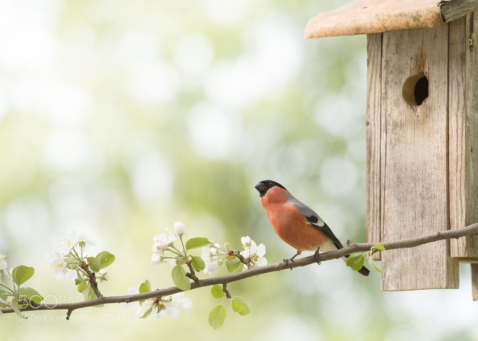 Nikon D810 sample photo. Male bullfinch on apple photography