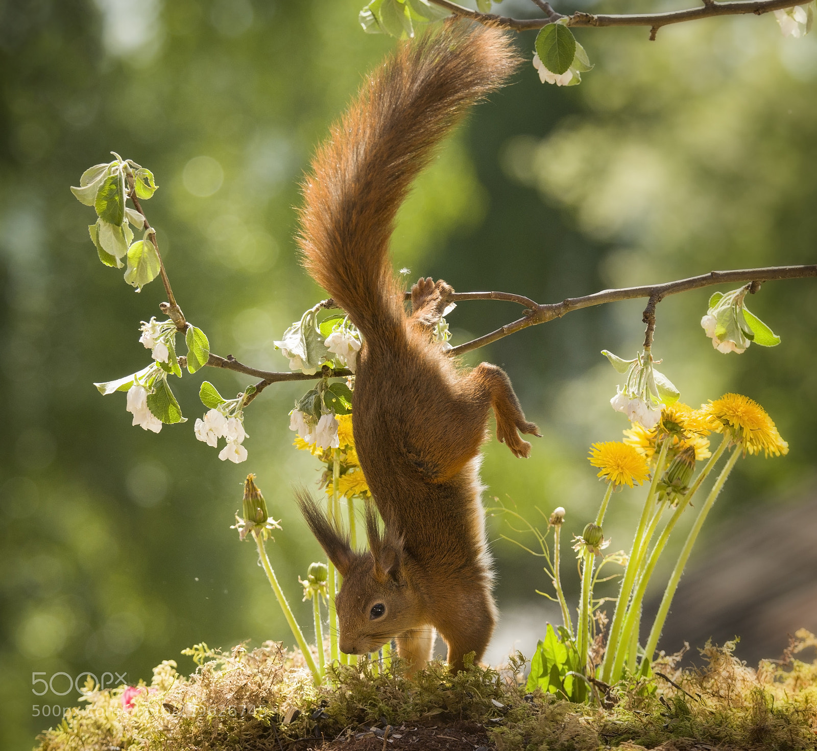 Nikon D810 sample photo. Red squirrel is hanging photography