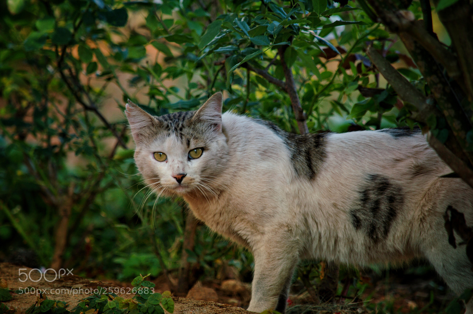 Nikon D3200 sample photo. Cat photography
