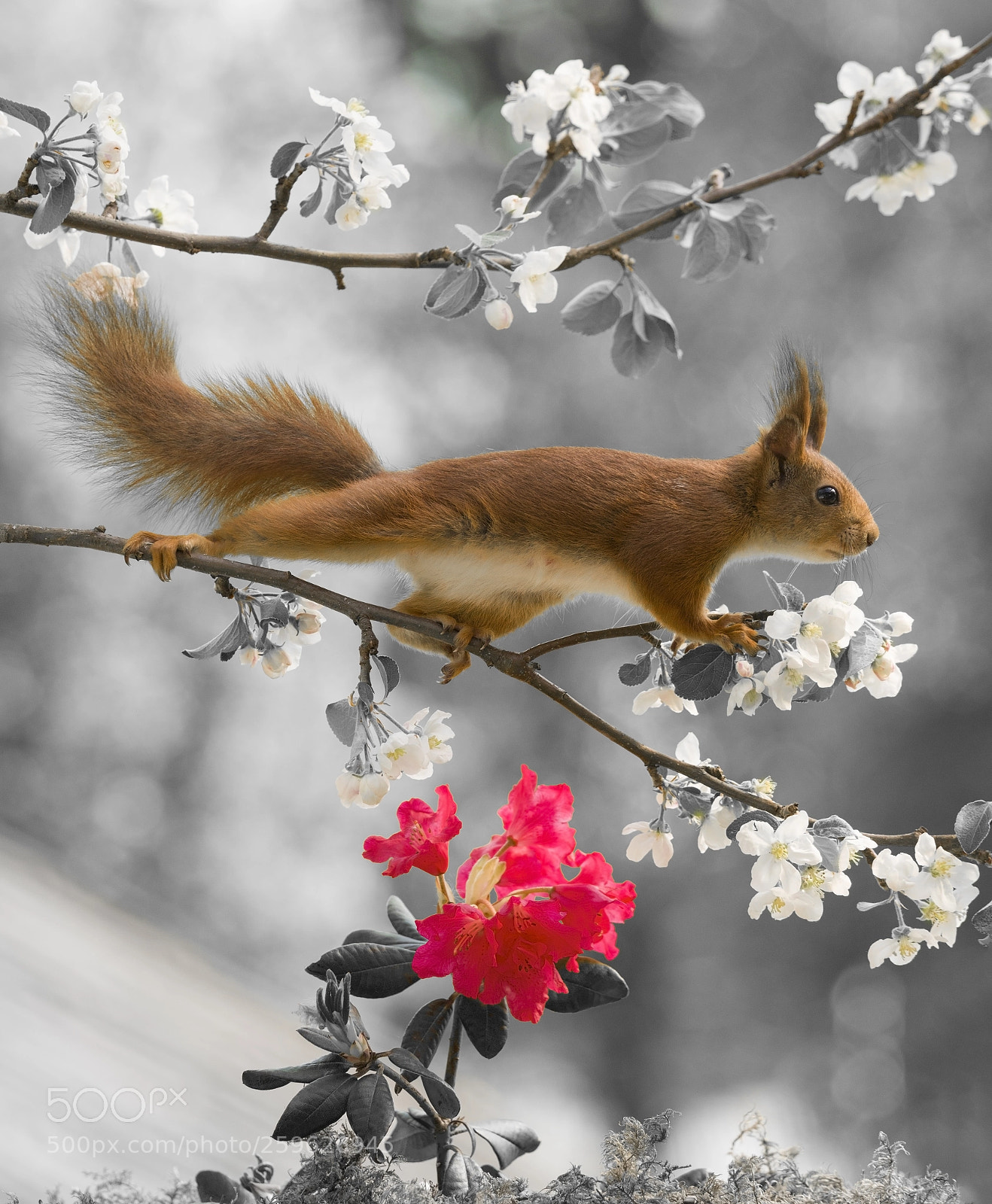Nikon D810 sample photo. Red squirrel is standing photography