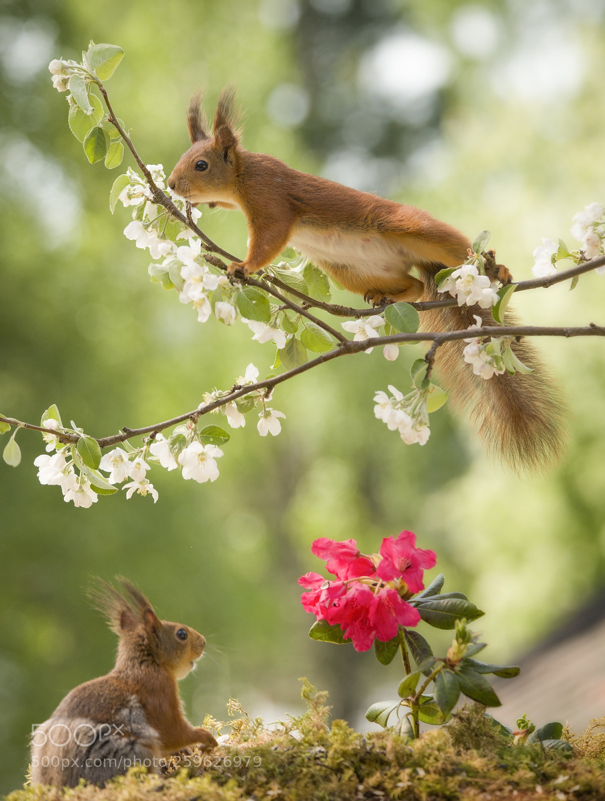 Nikon D810 sample photo. Red squirrels with a photography