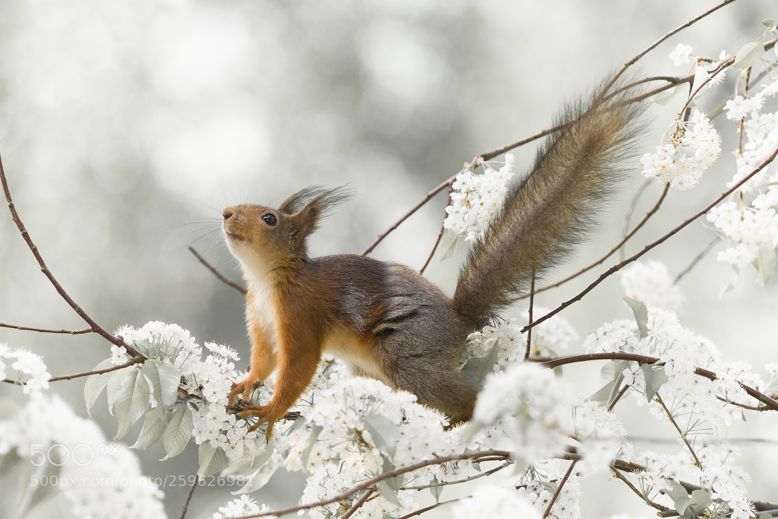 Nikon D810 sample photo. Red squirrel with the photography