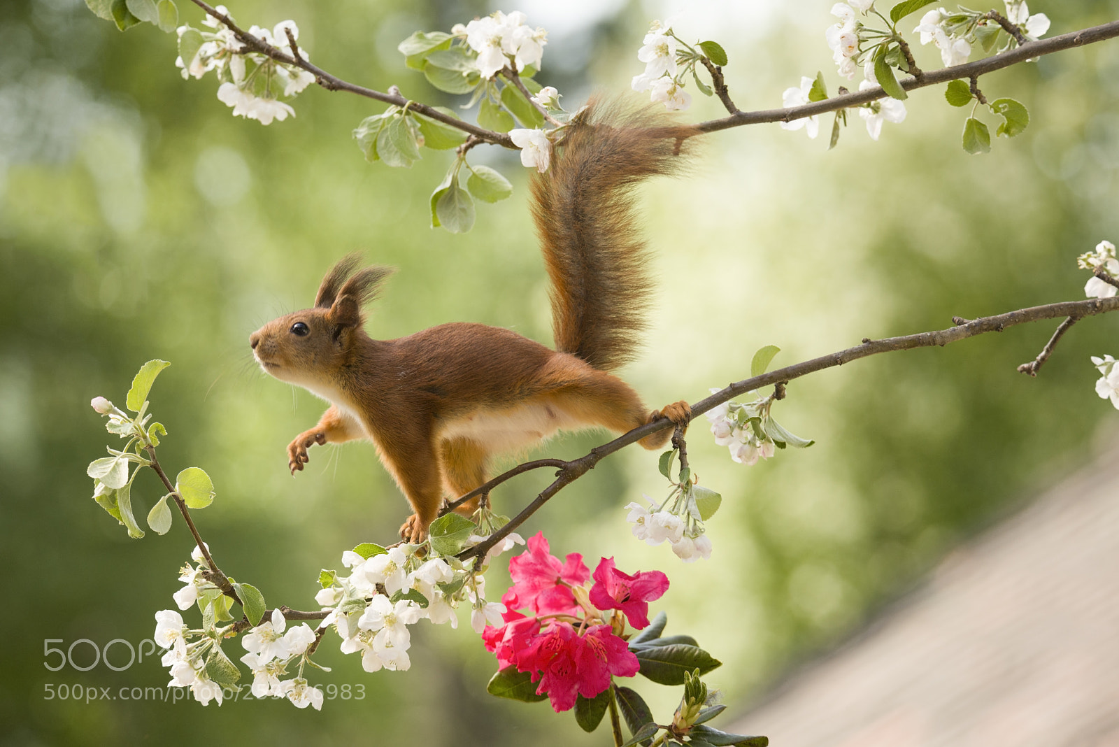 Nikon D810 sample photo. Red squirrel is walking photography