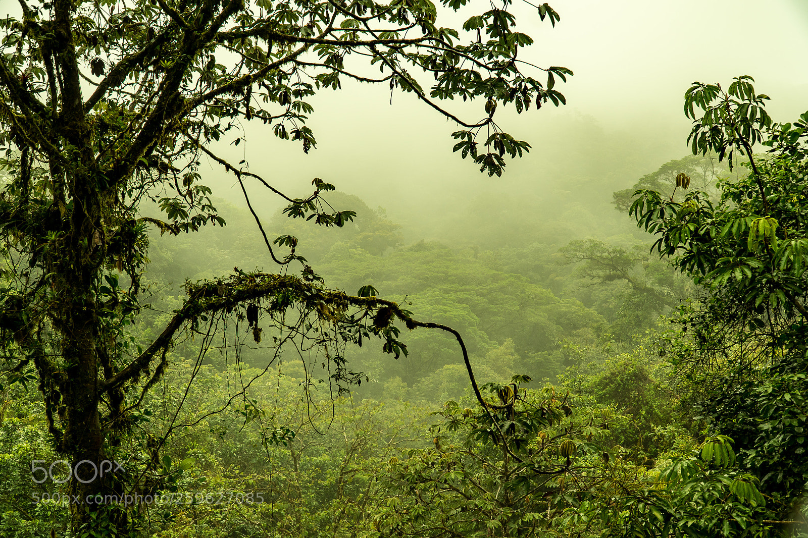 Sony a7R sample photo. Monte verde photography
