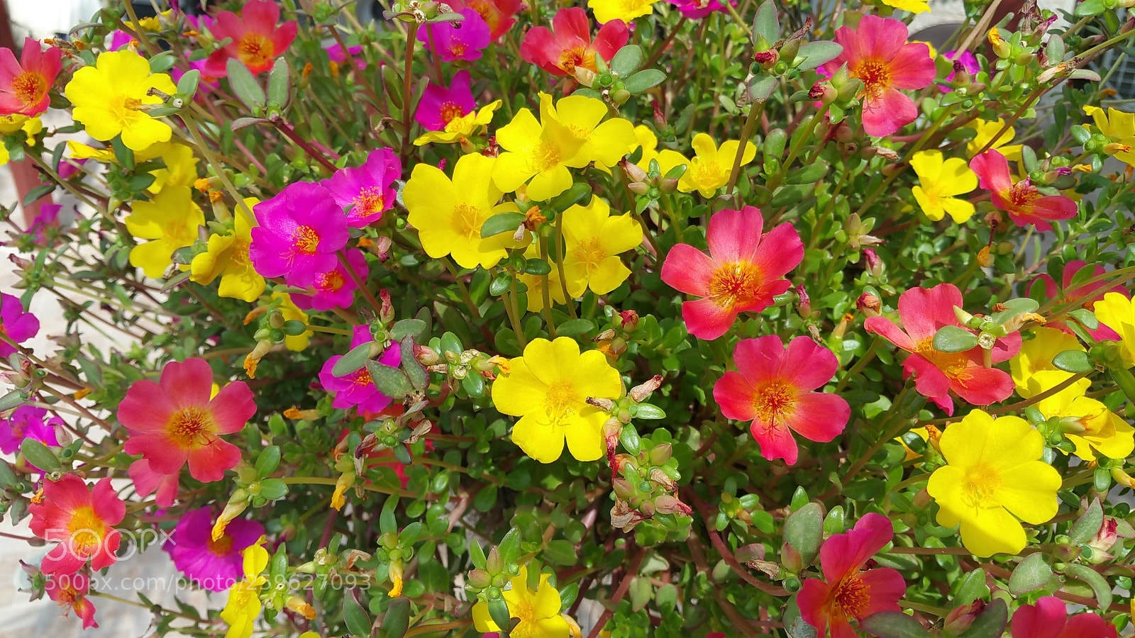 Samsung Galaxy Note4 sample photo. Color the day 13 photography