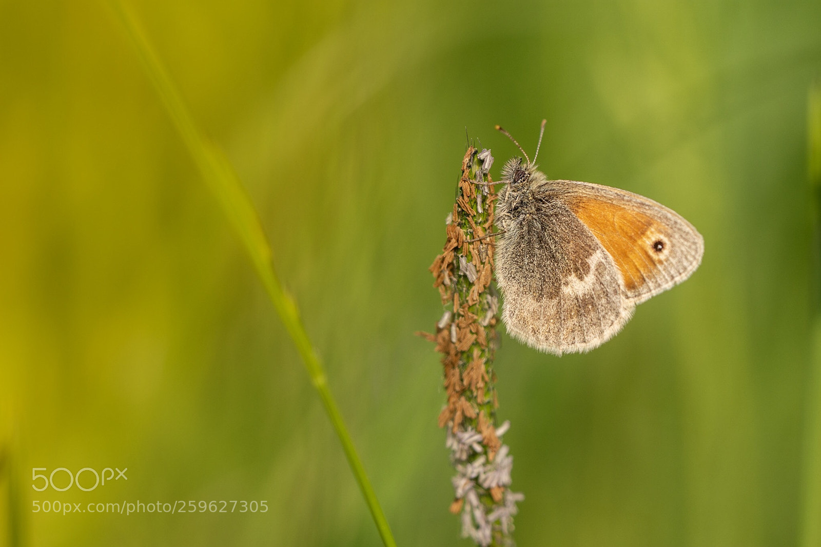 Nikon D7200 sample photo. Small heath photography