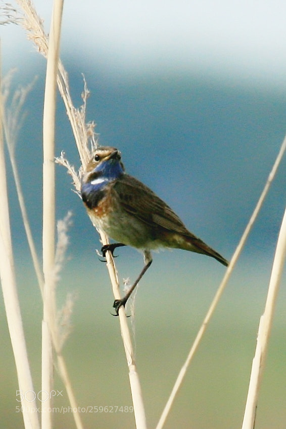 Canon EOS 400D (EOS Digital Rebel XTi / EOS Kiss Digital X) sample photo. Bluethroat photography