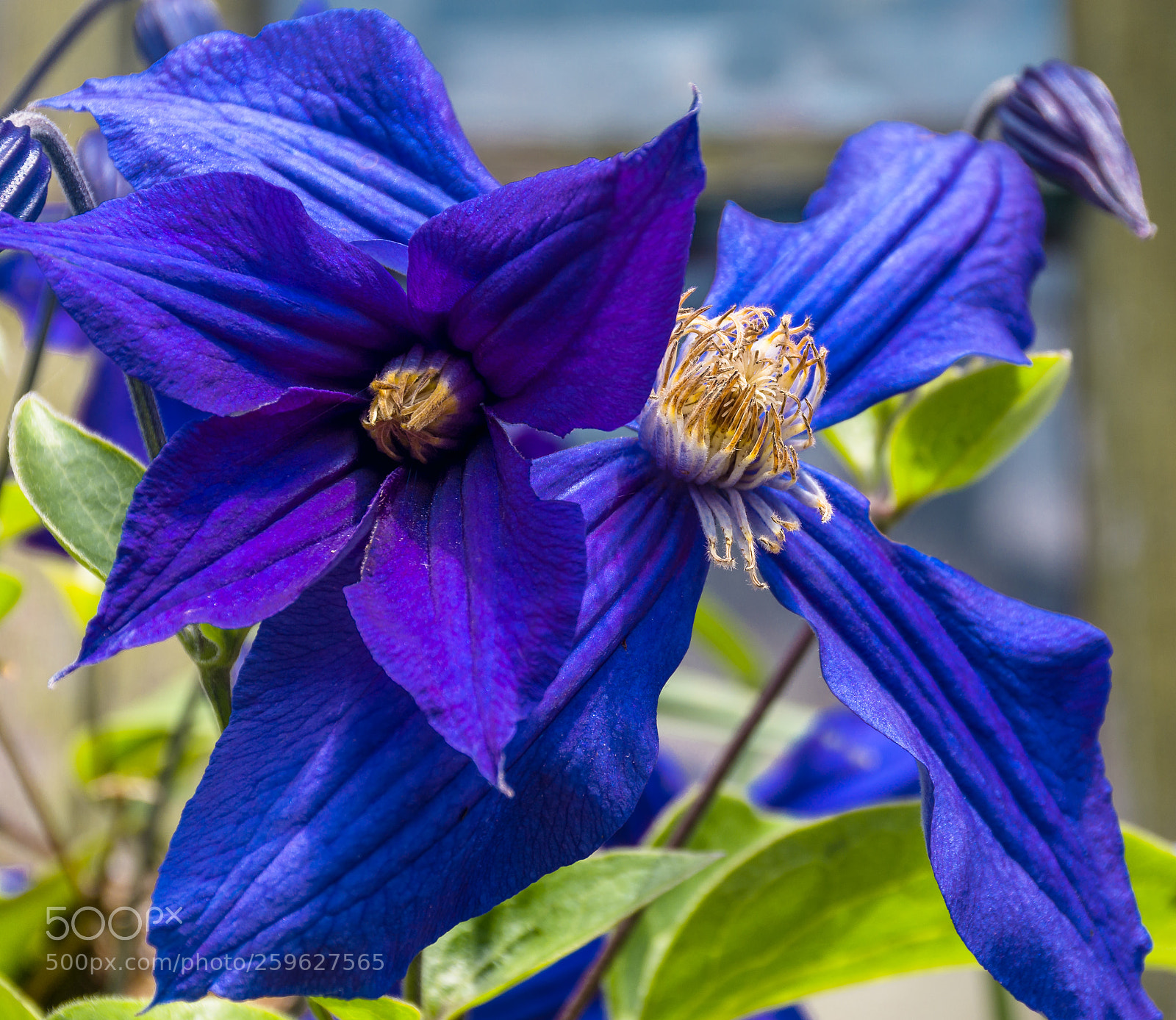 Nikon D7200 sample photo. Clematis ascotiensis photography