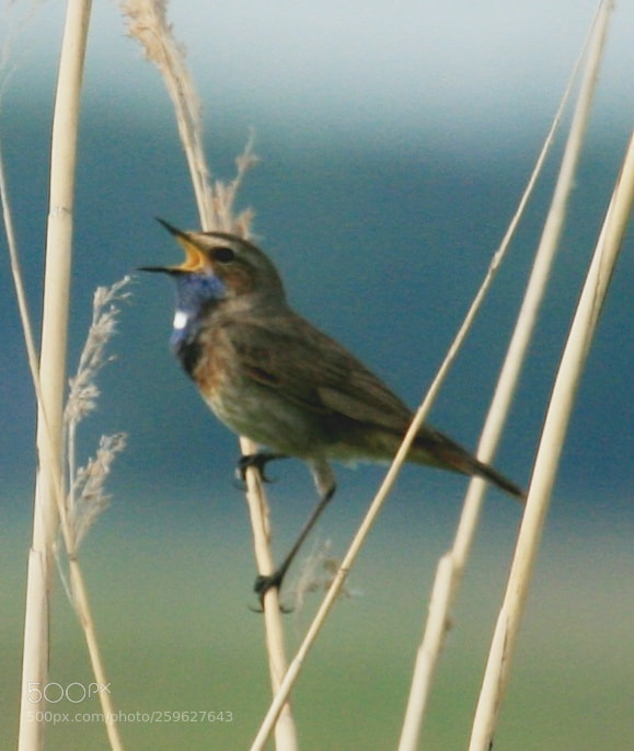 Canon EOS 400D (EOS Digital Rebel XTi / EOS Kiss Digital X) sample photo. Bluethroat photography