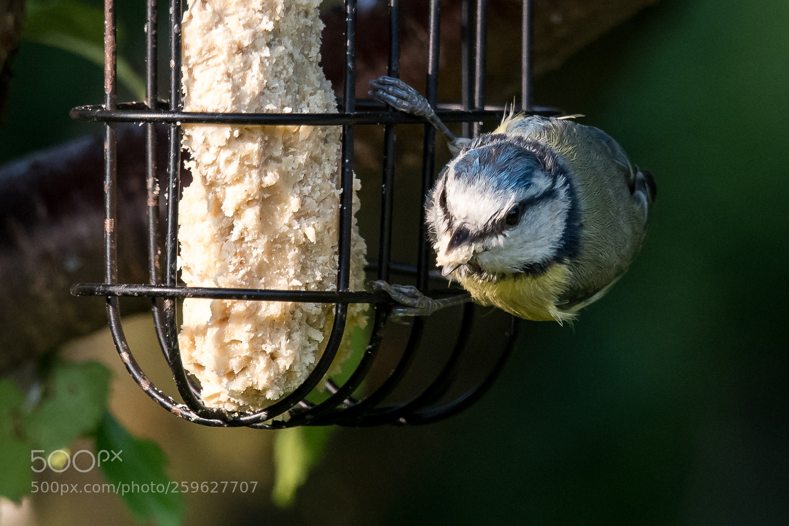 Nikon D850 sample photo. Fat feeder photography