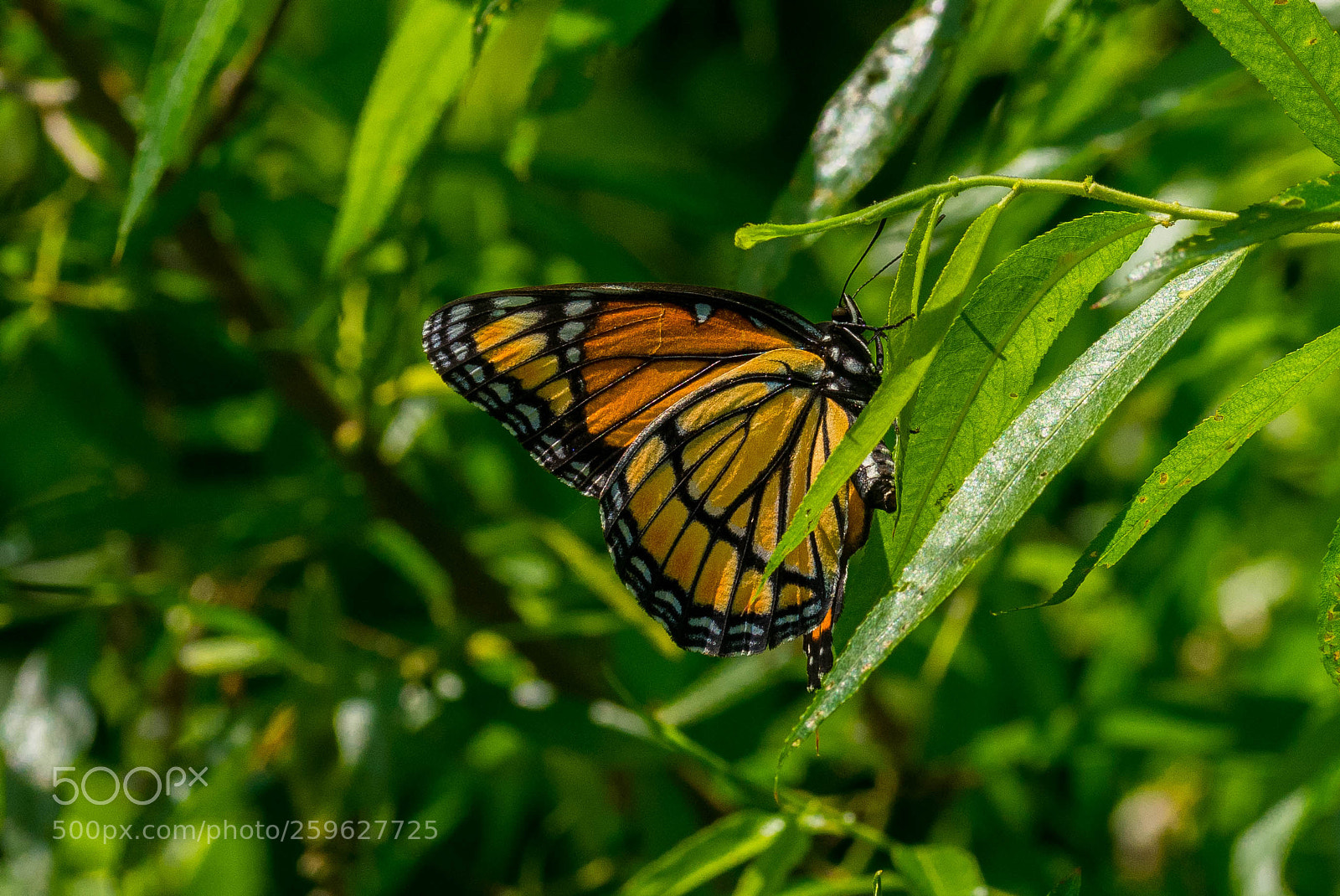 Nikon D3400 sample photo. Butterfly photography