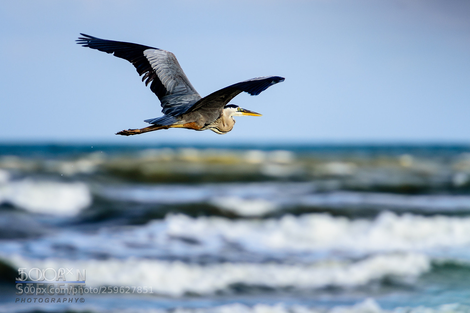 Nikon D750 sample photo. Flying in the beach ! photography