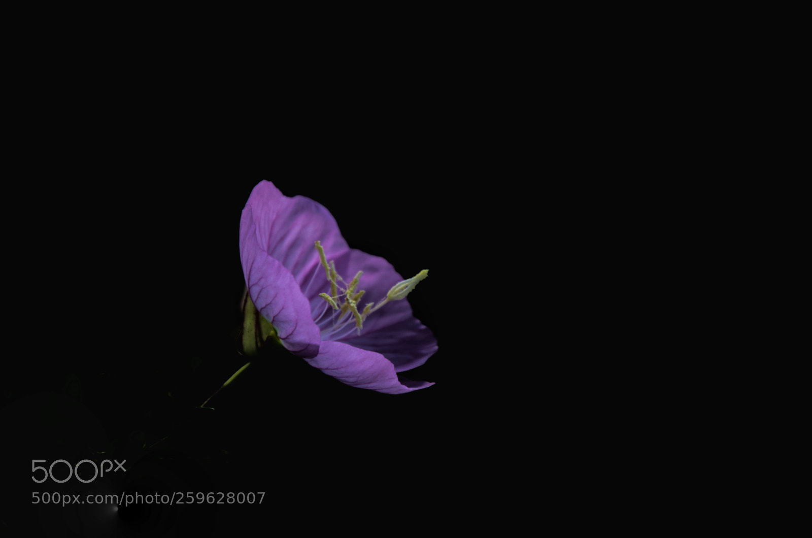 Nikon D5100 sample photo. Beautiful pink flower photography