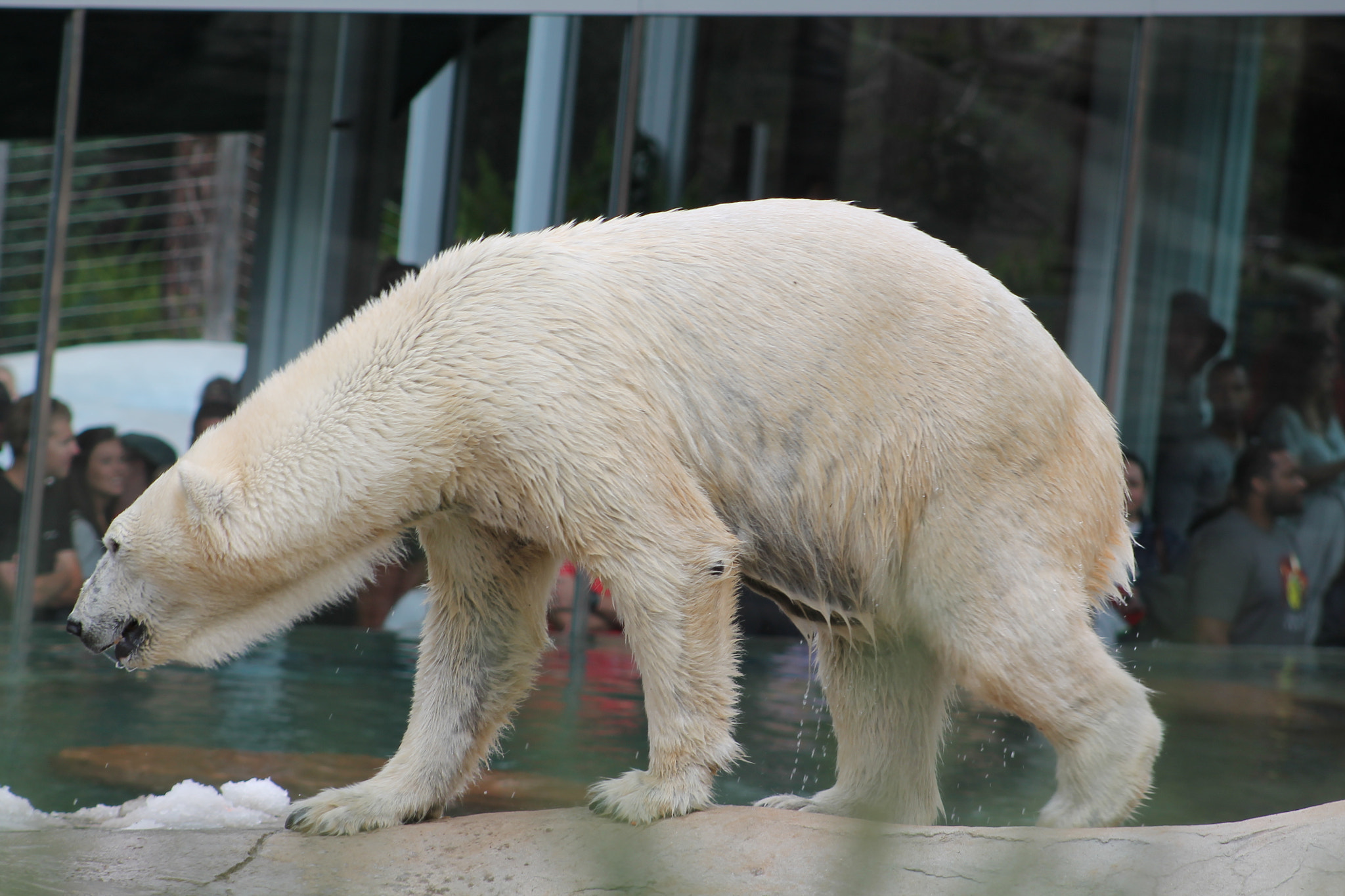 Canon EF 75-300mm f/4-5.6 sample photo. Bear photography