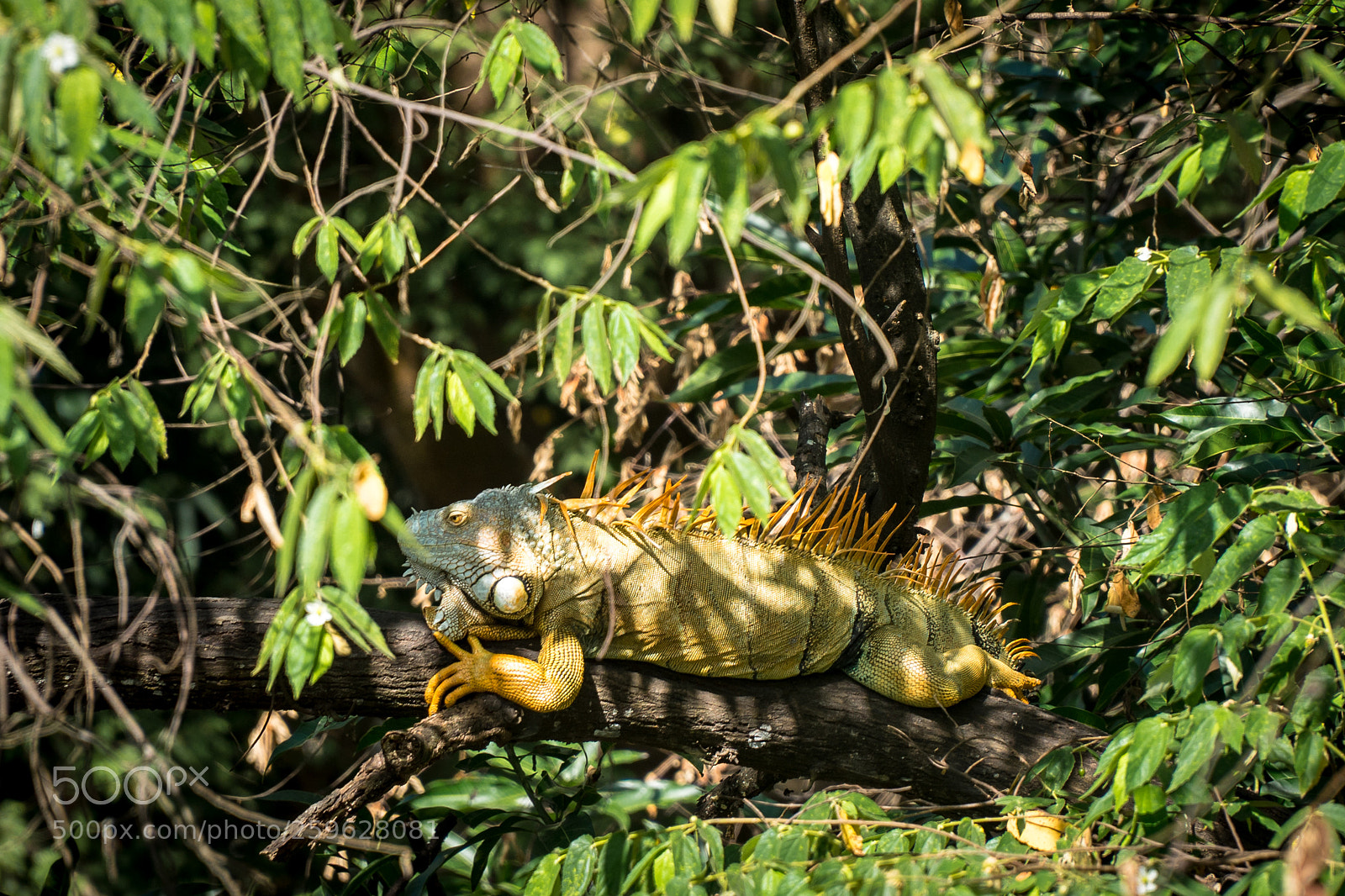 Sony a7R sample photo. Iguana photography