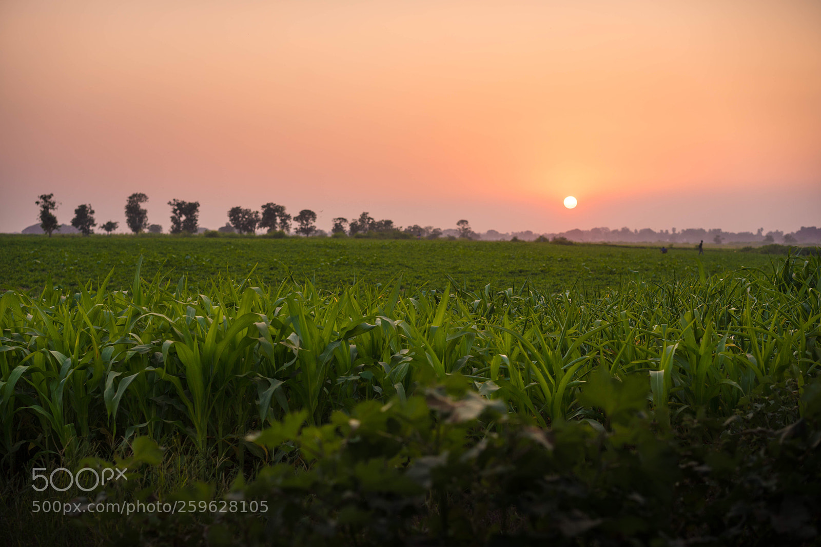 Sony a7 sample photo. Mandalay photography