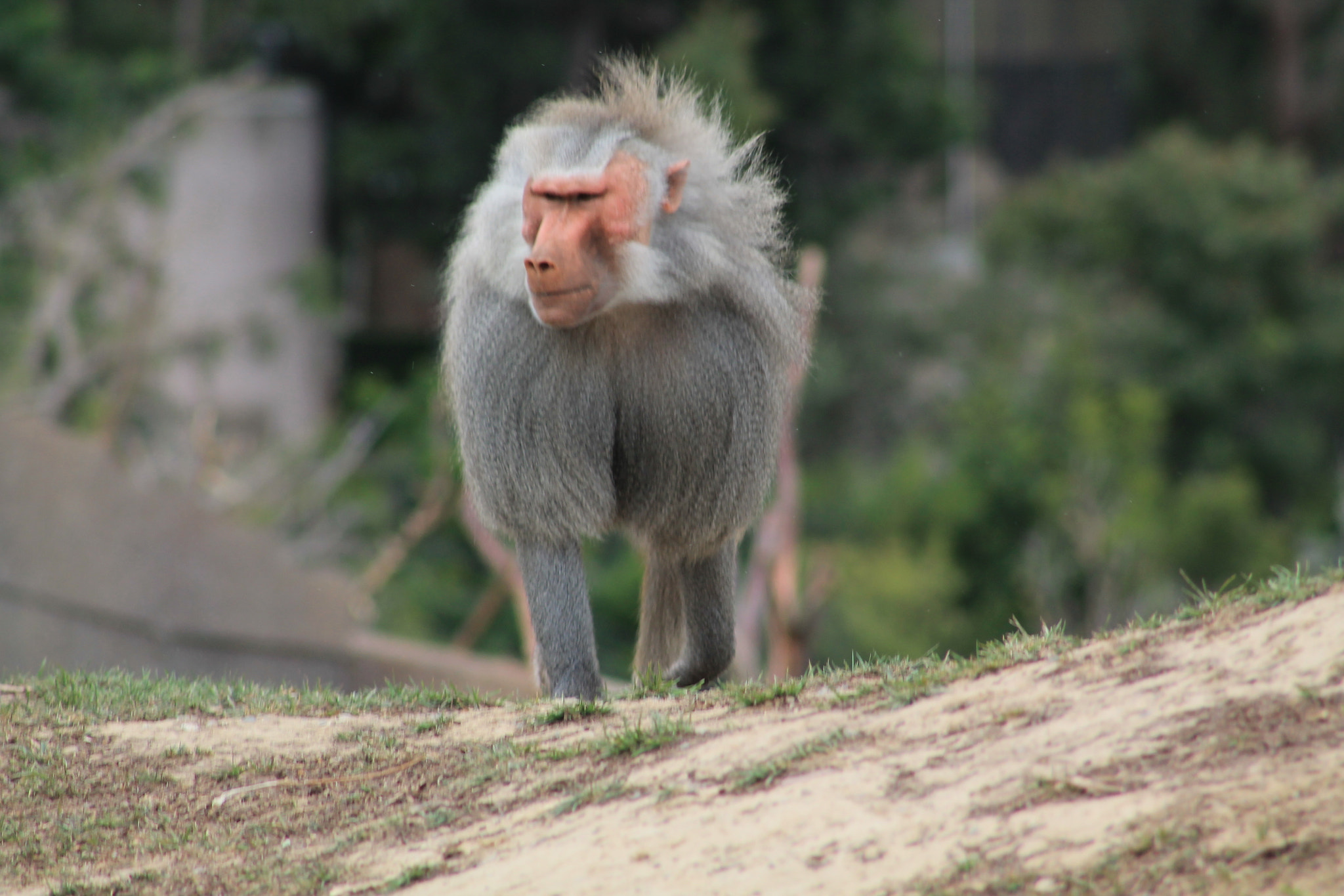 Canon EF 75-300mm f/4-5.6 sample photo. Img photography