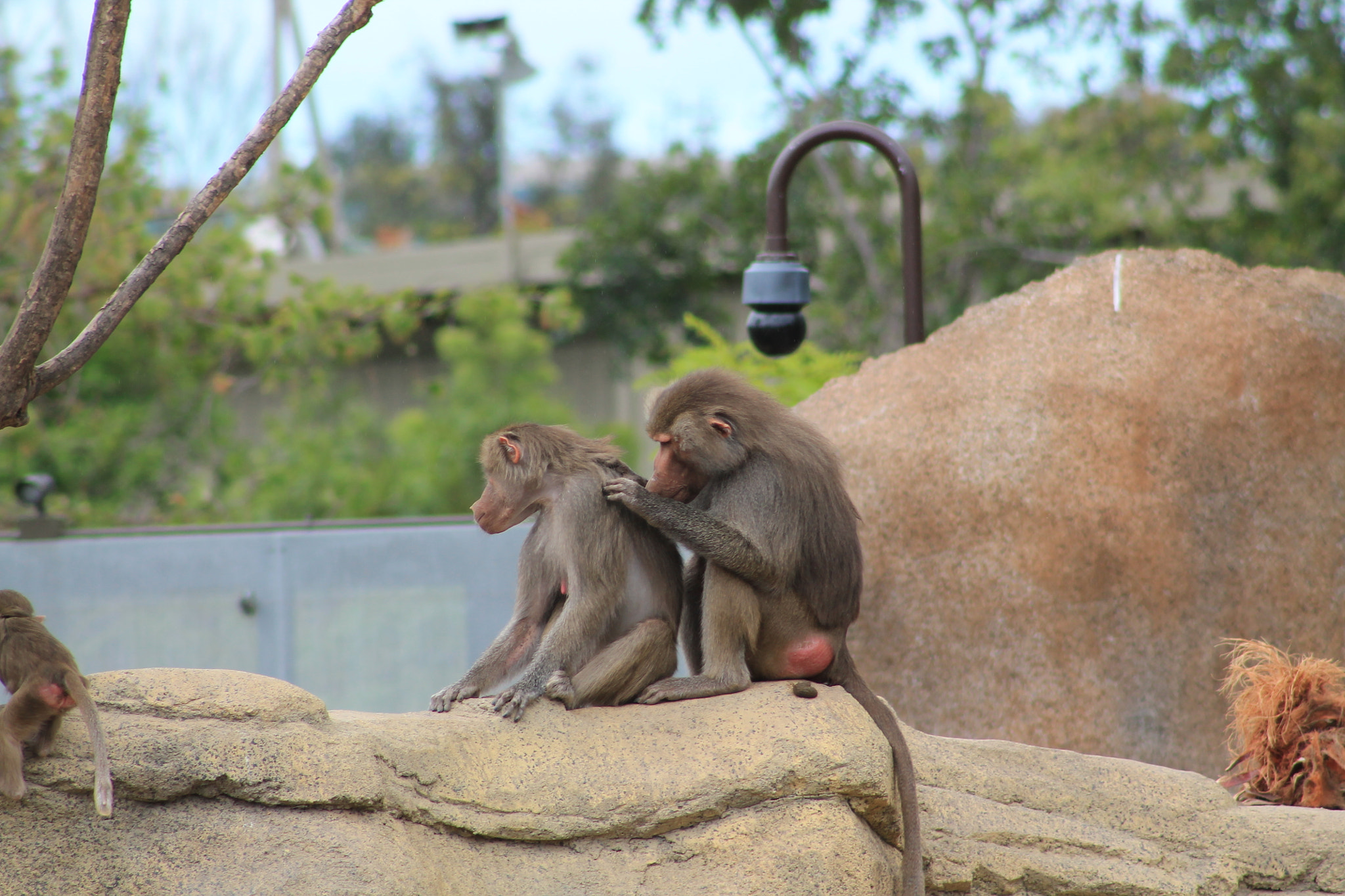 Canon EF 75-300mm f/4-5.6 sample photo. Primate family photography