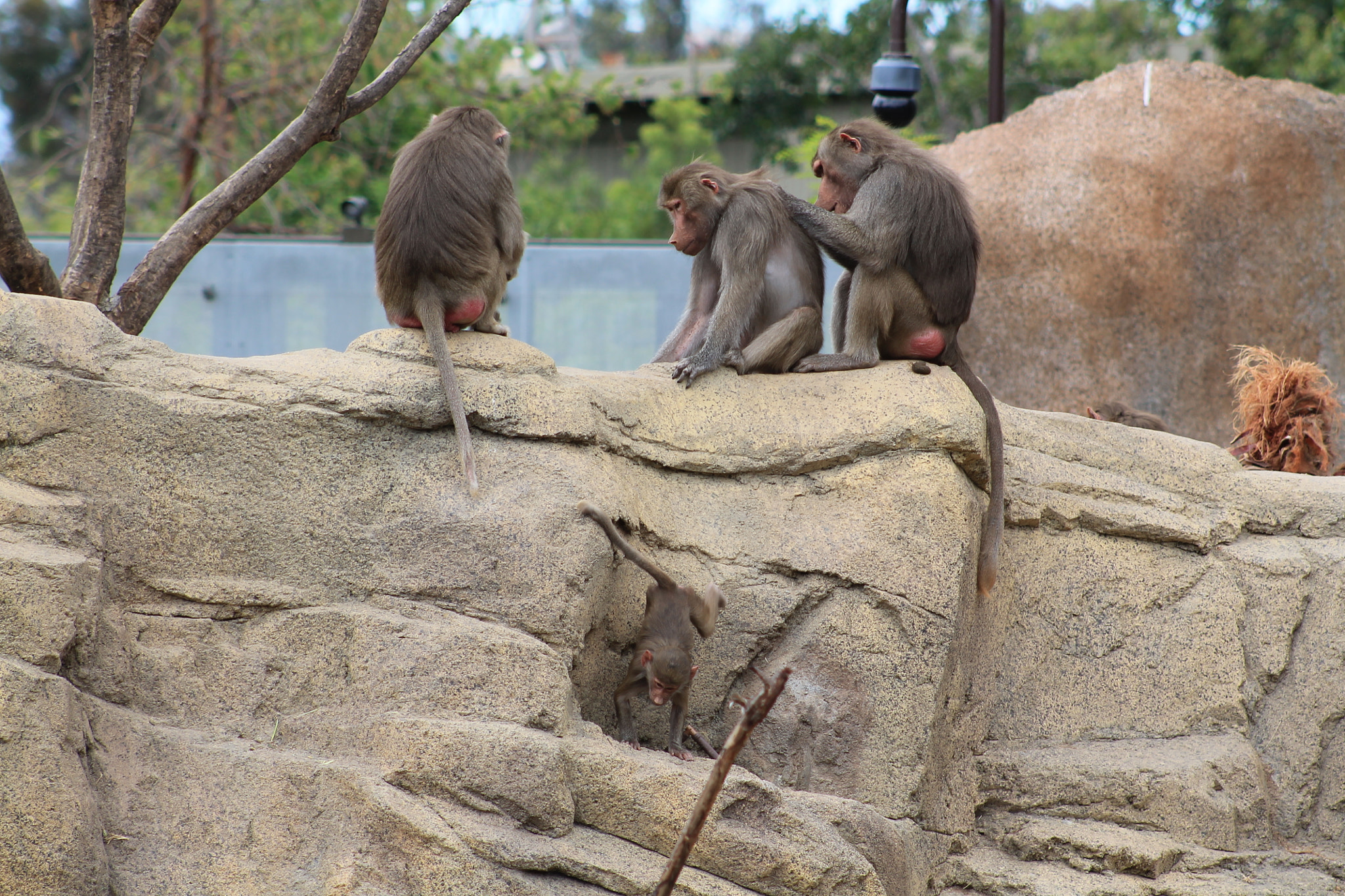 Canon EF 75-300mm f/4-5.6 sample photo. Img photography