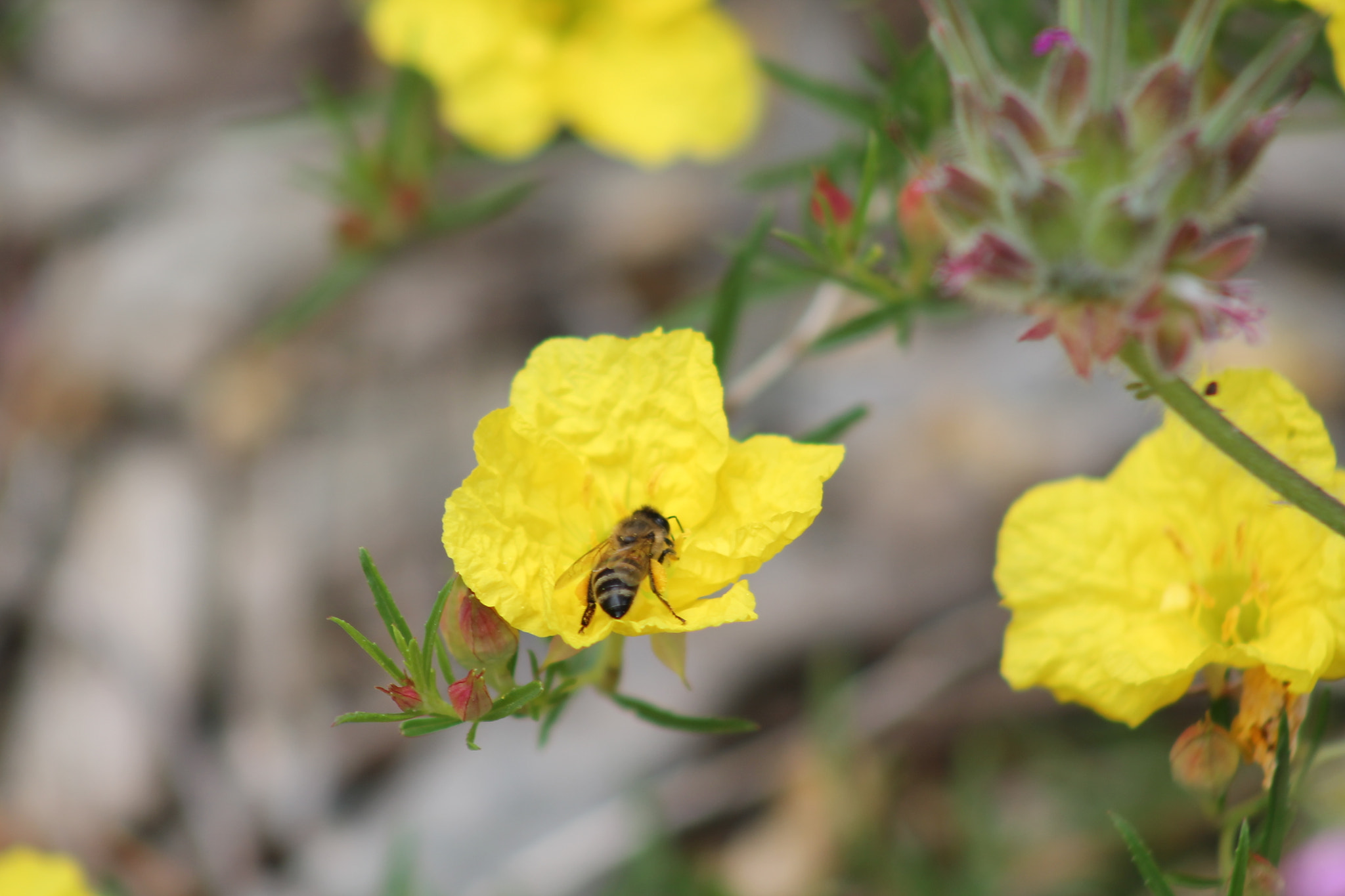 Canon EF 75-300mm f/4-5.6 sample photo. Img photography
