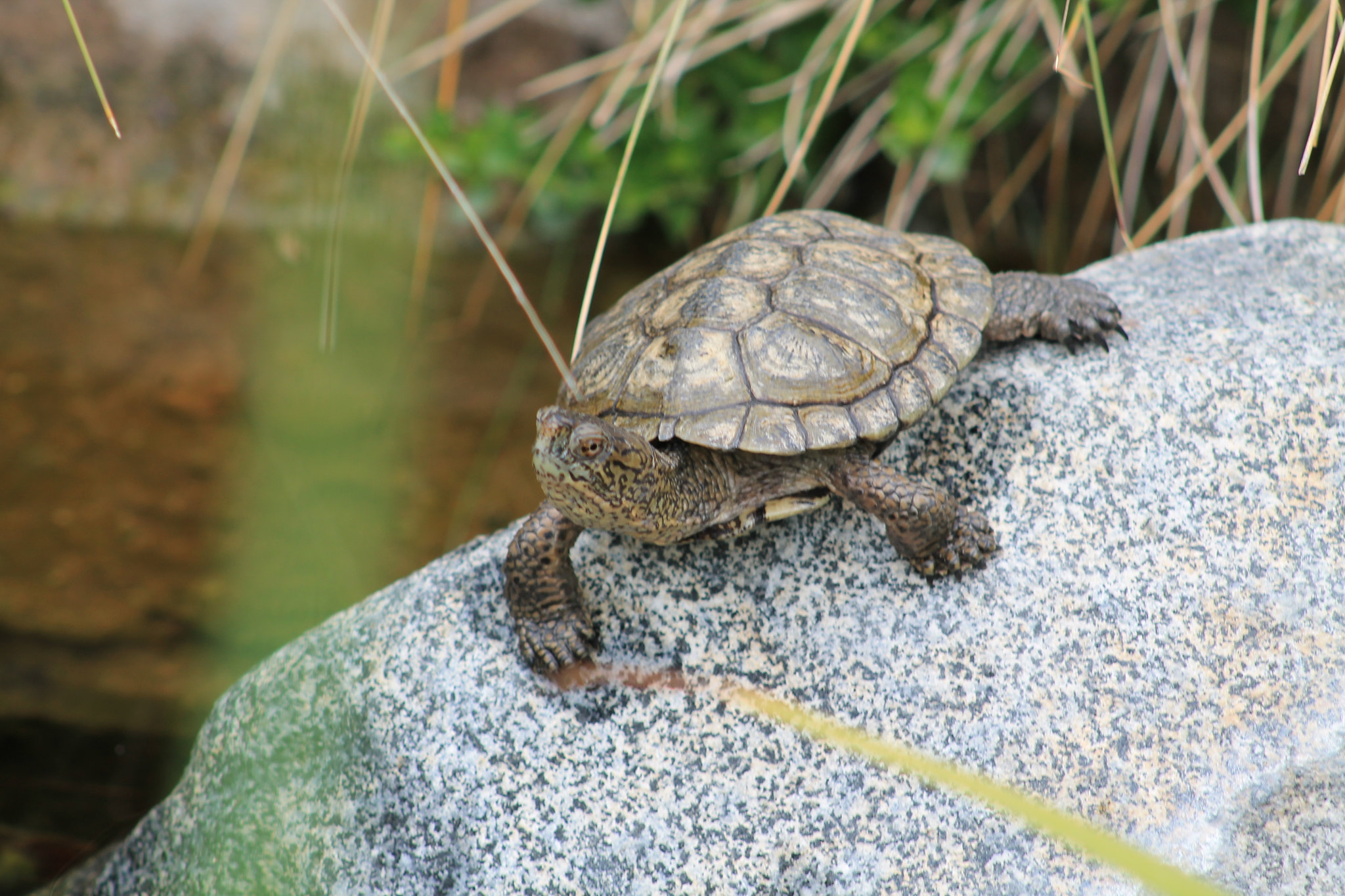 Canon EF 75-300mm f/4-5.6 sample photo. Img photography