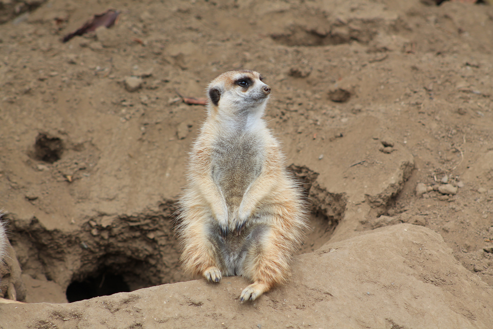 Canon EF 75-300mm f/4-5.6 sample photo. Meercat photography