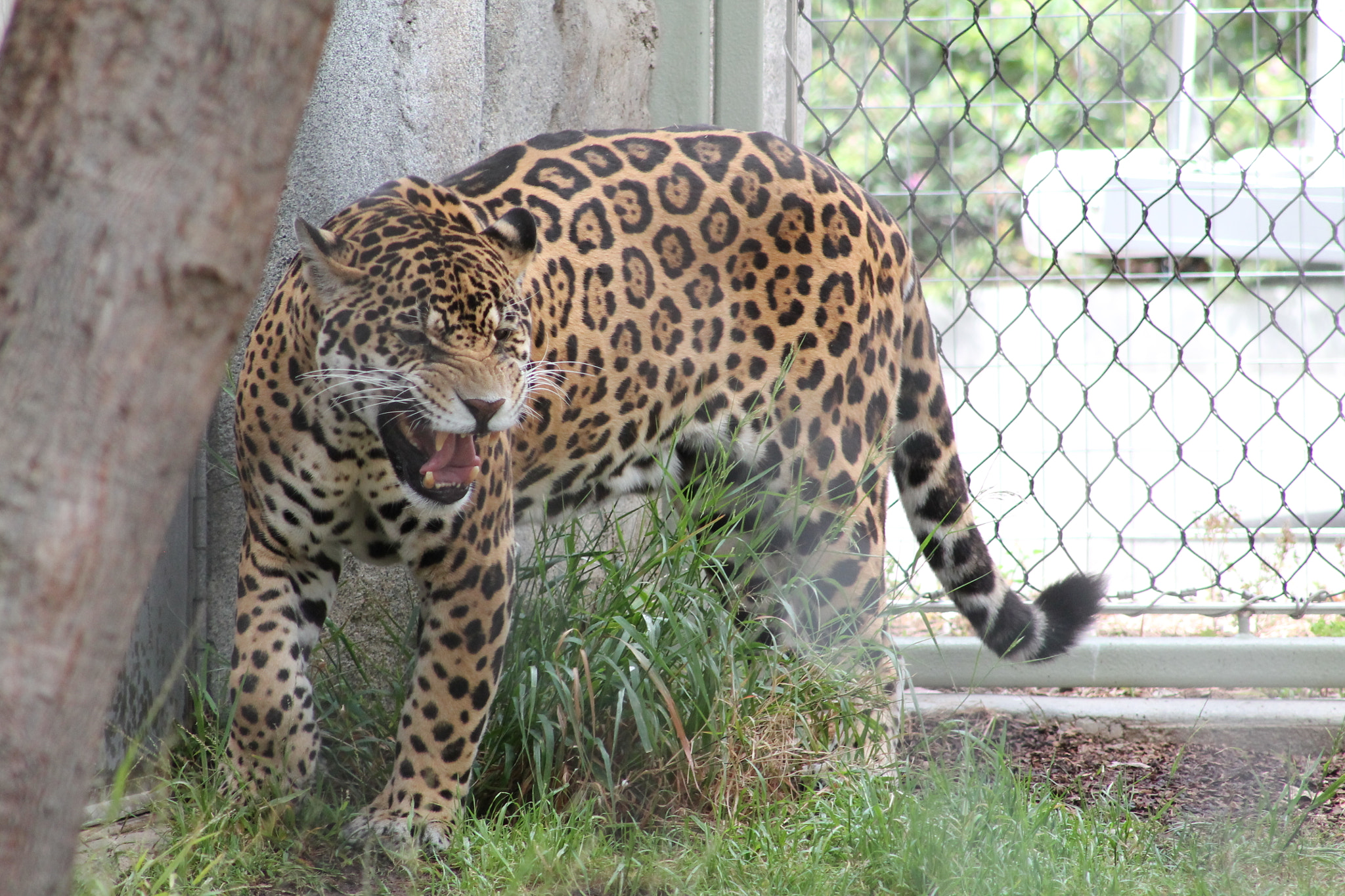 Canon EF 75-300mm f/4-5.6 sample photo. Img photography