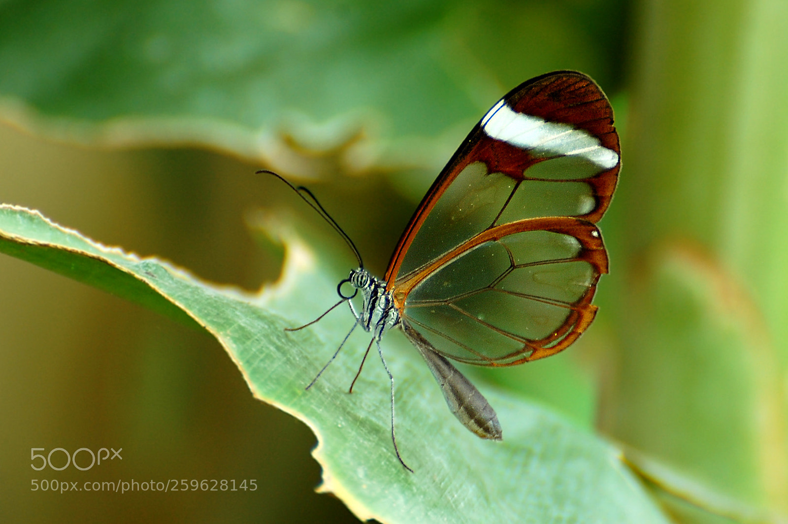 Nikon D40 sample photo. Beauty photography