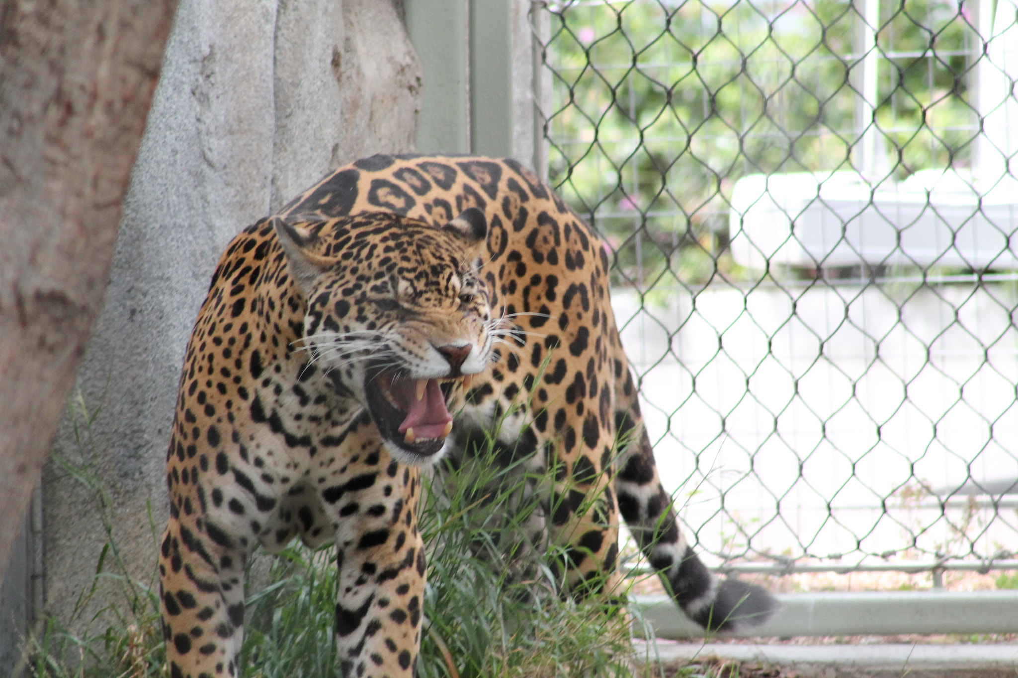 Canon EF 75-300mm f/4-5.6 sample photo. Img photography