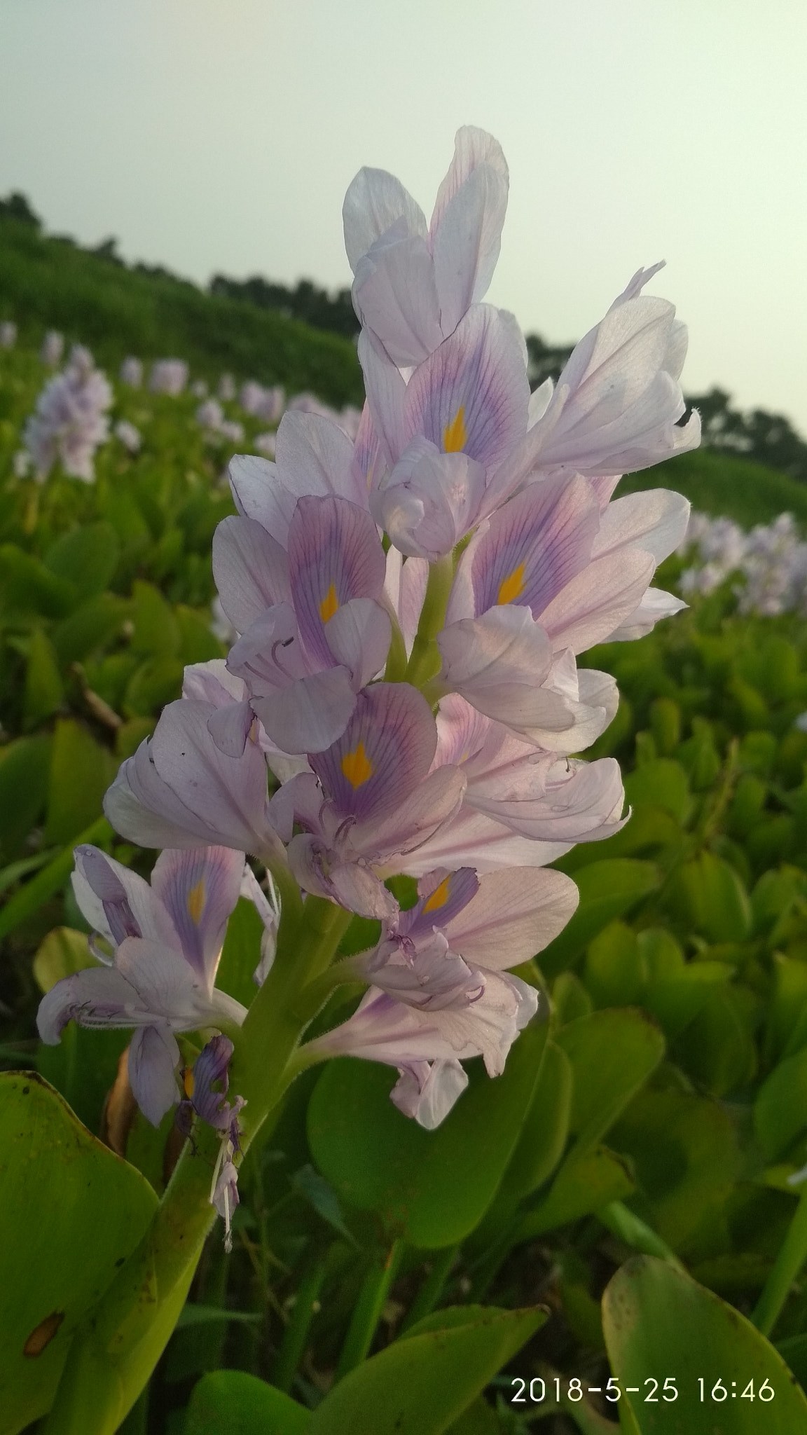Xiaomi Redmi 4 Pro sample photo