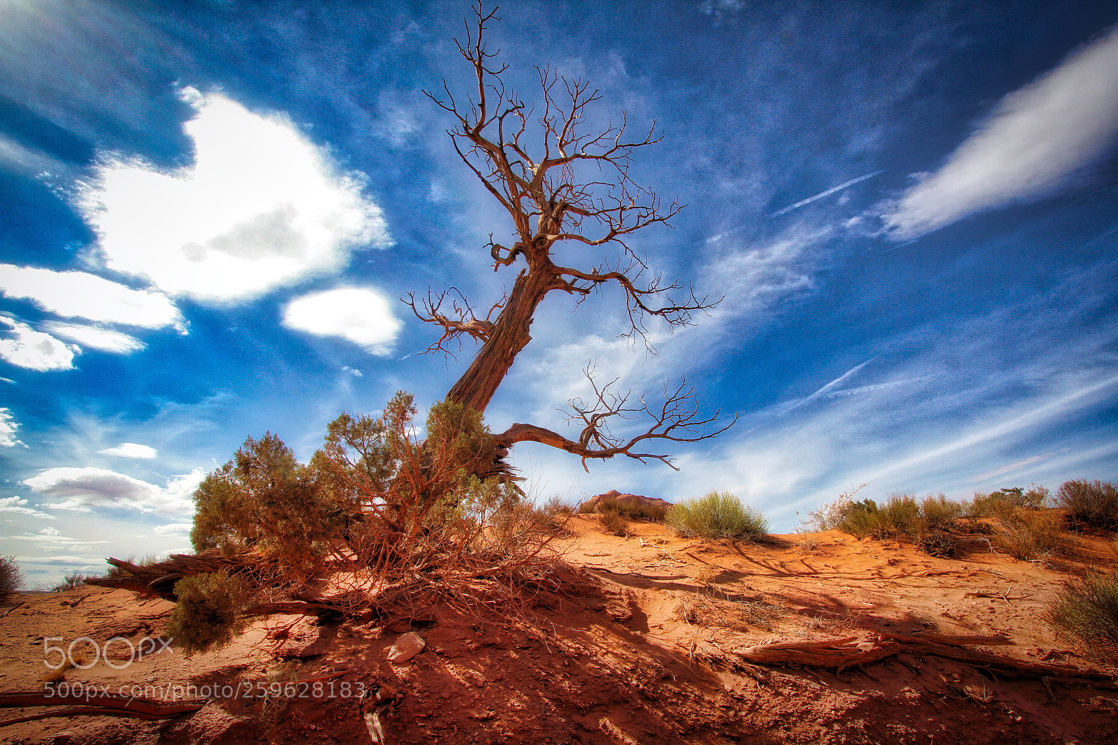 Canon EOS 7D sample photo. Lonely old tree photography