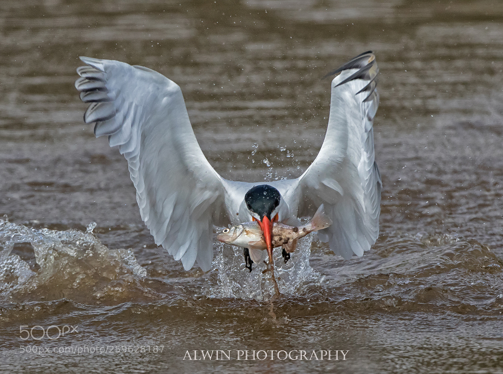 Canon EOS 7D Mark II sample photo. Common tern photography