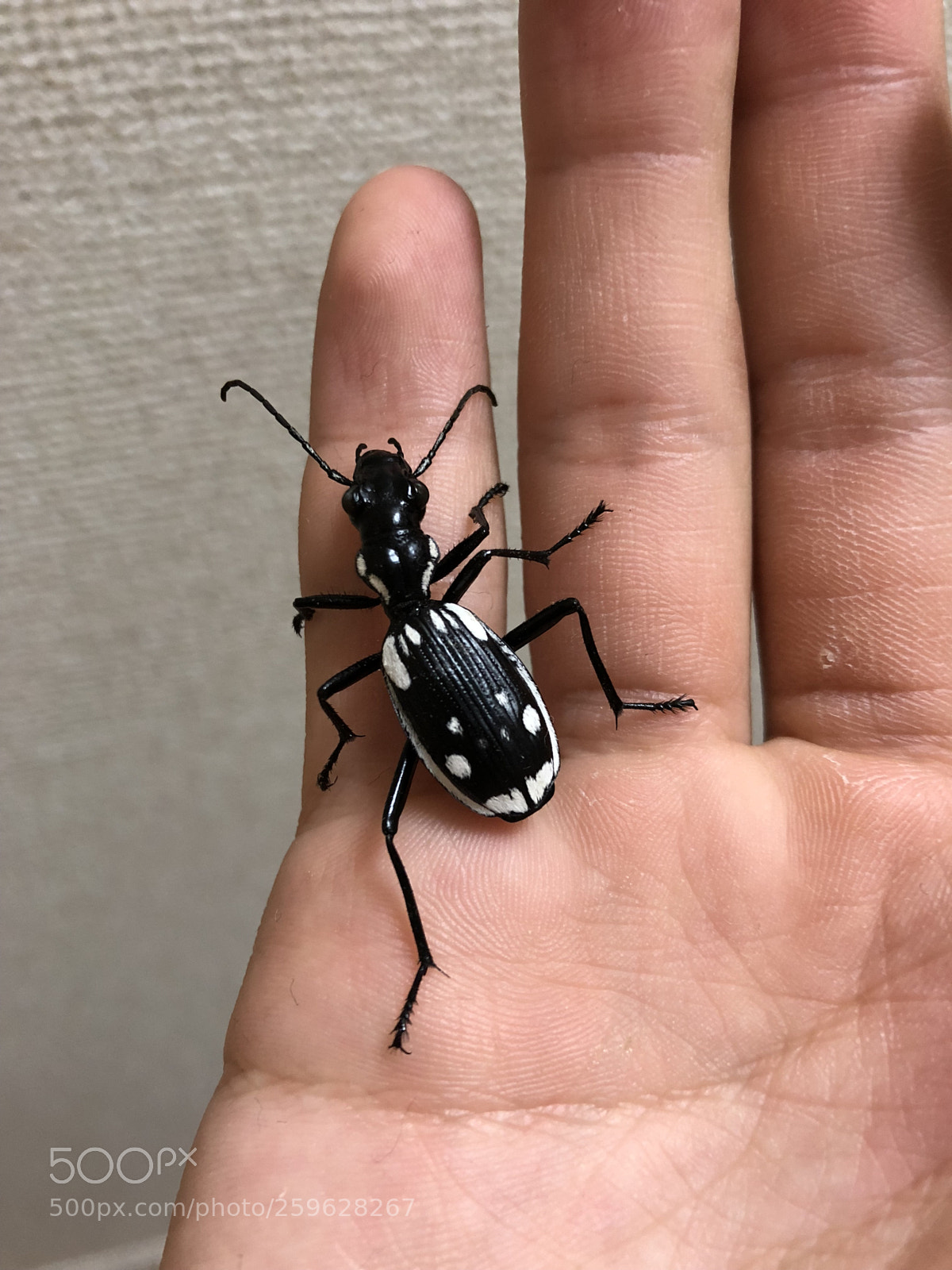 Apple iPhone X sample photo. Geadephaga photography