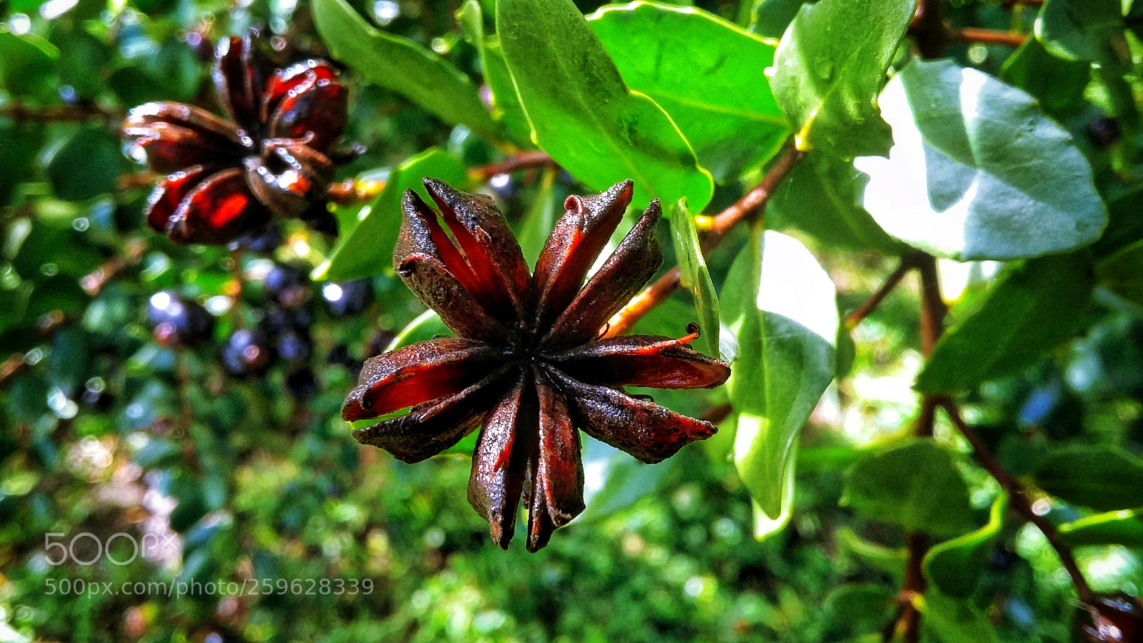 Samsung Galaxy Grand Prime sample photo. Quillay flower's photography