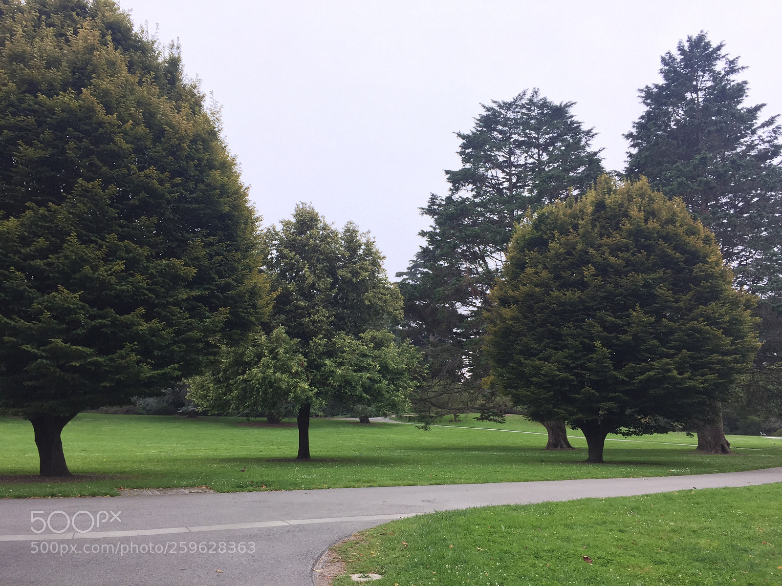 Apple iPhone 6 sample photo. Garden photography