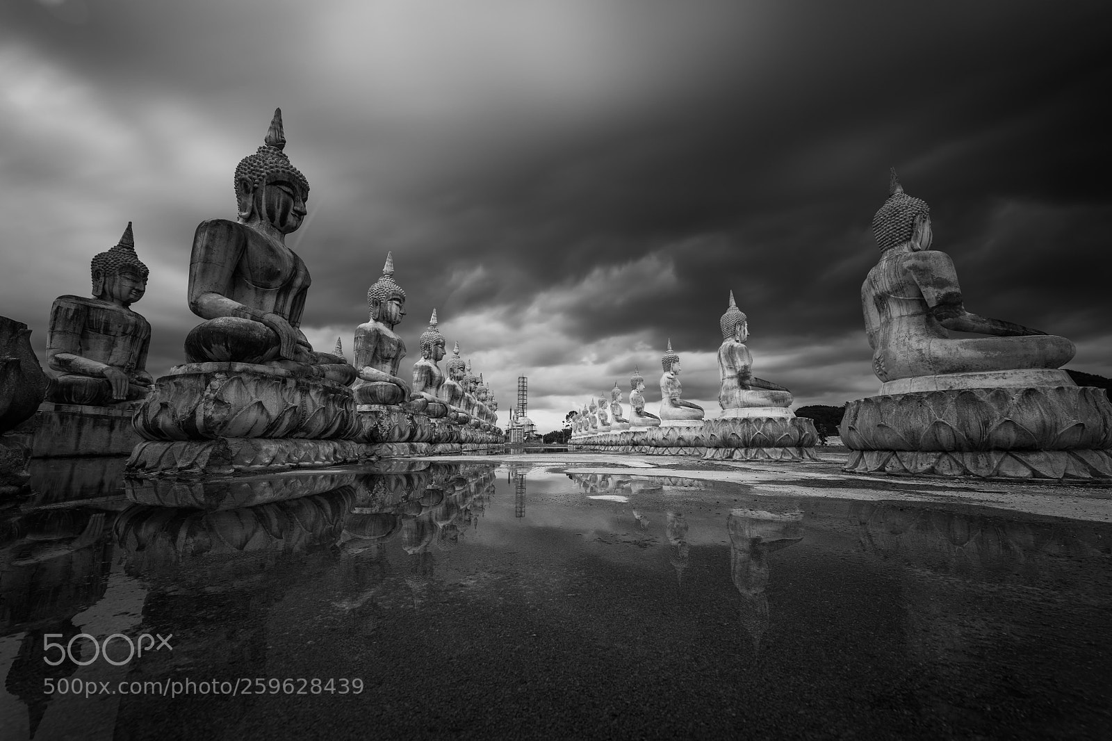 Nikon D850 sample photo. Respect with fear photography