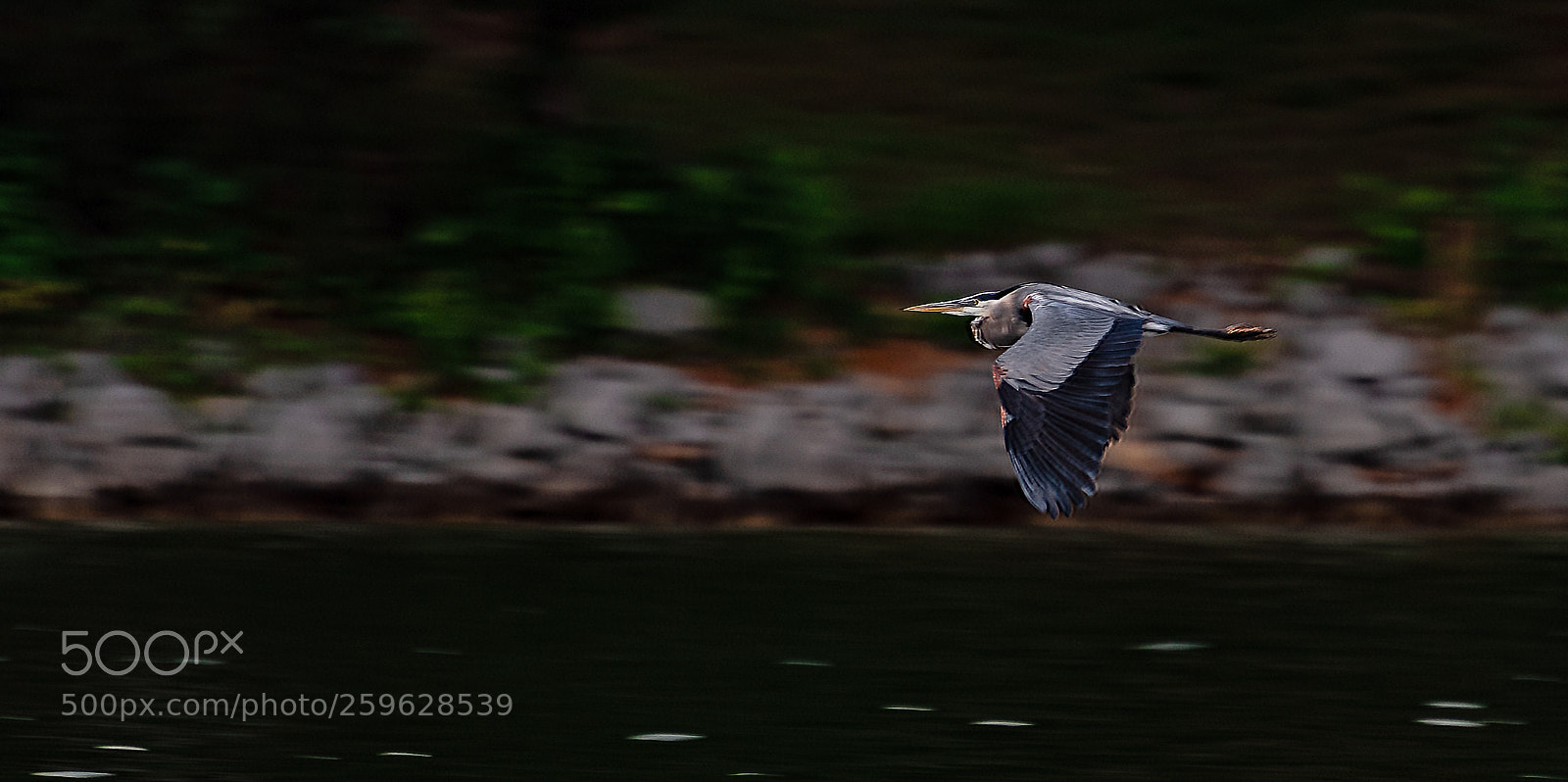 Nikon D850 sample photo. Surprise fly by from photography