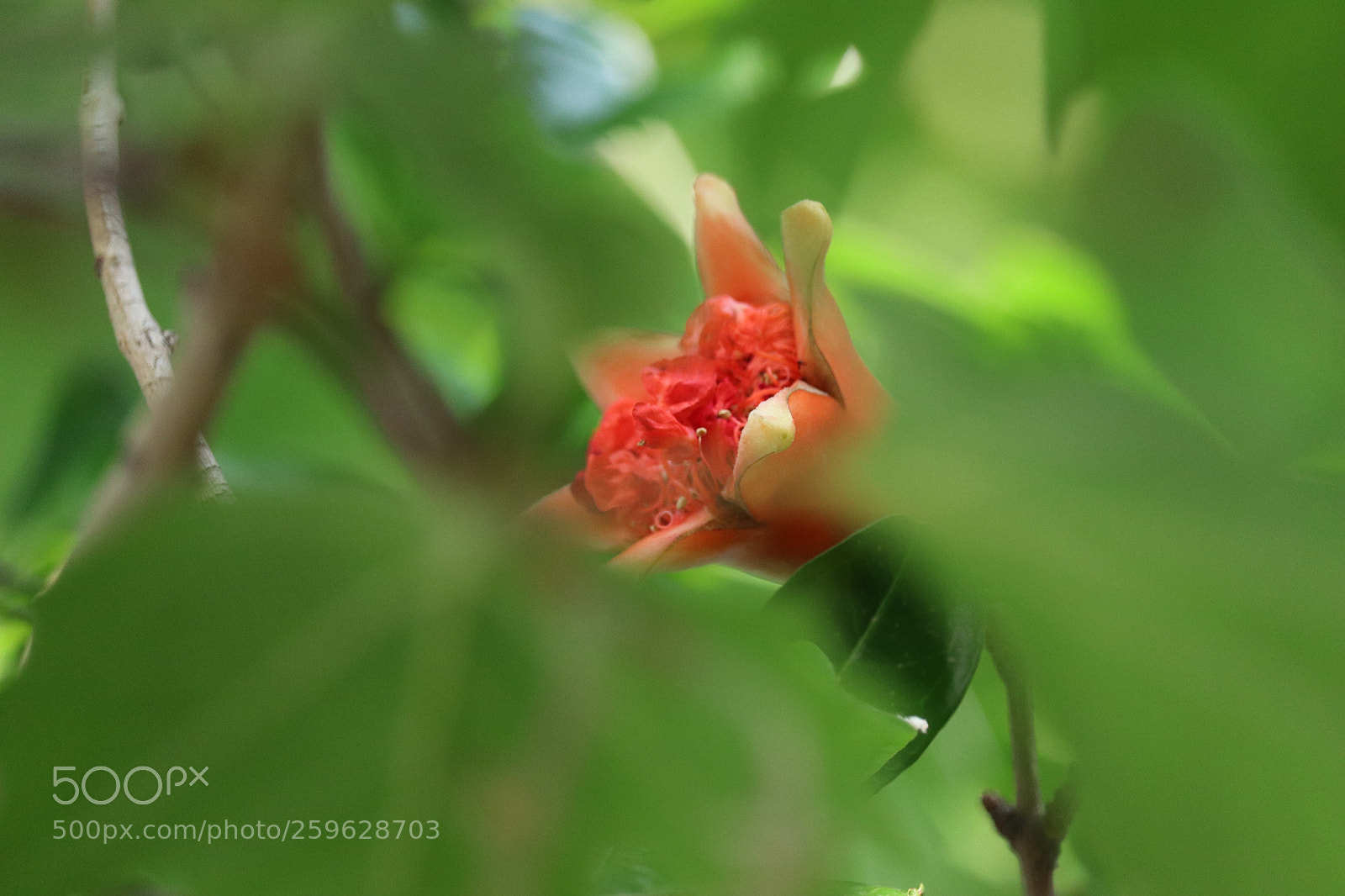 Canon EOS 800D (EOS Rebel T7i / EOS Kiss X9i) sample photo. Coming to light photography